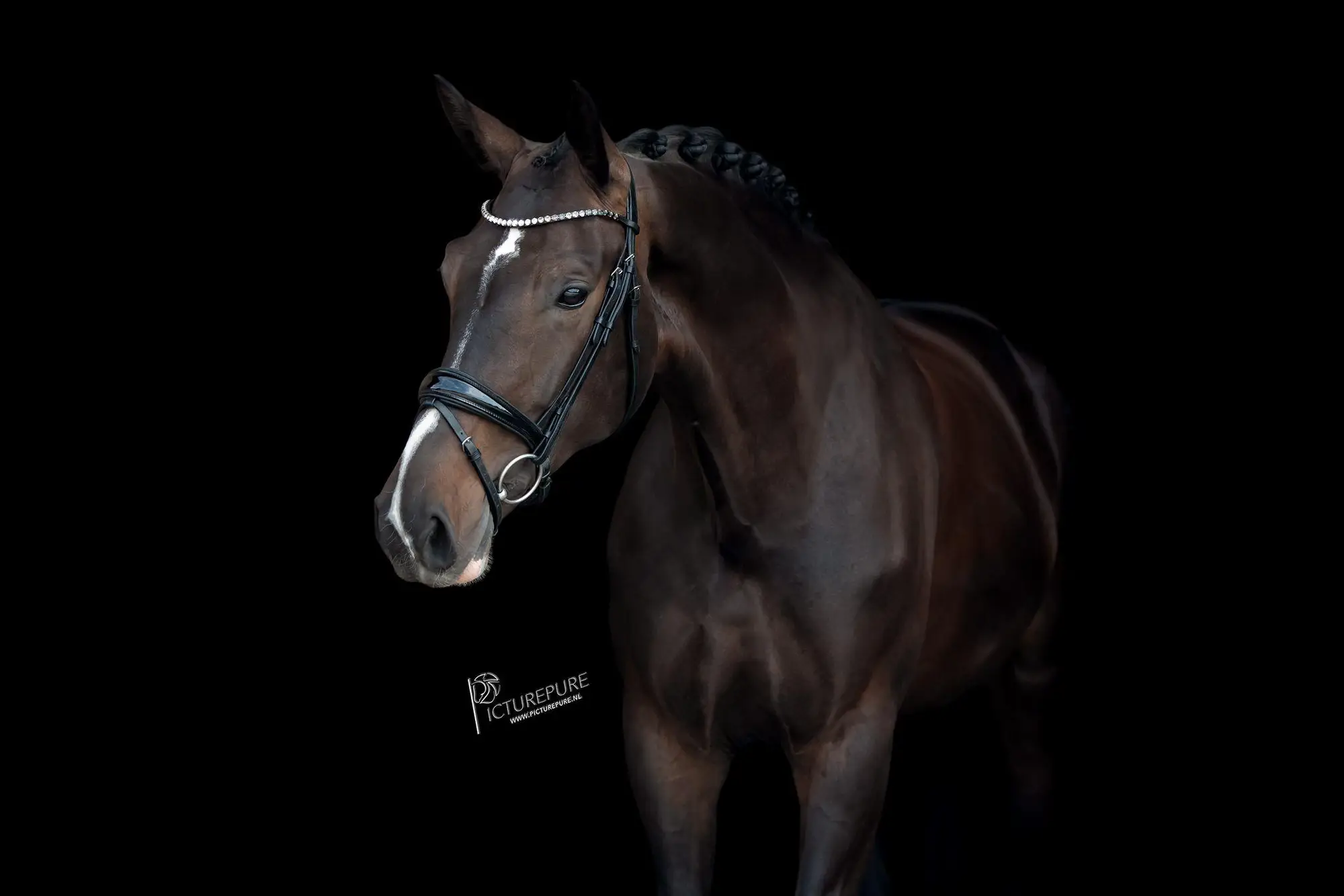 Nabelle by High Five US-2