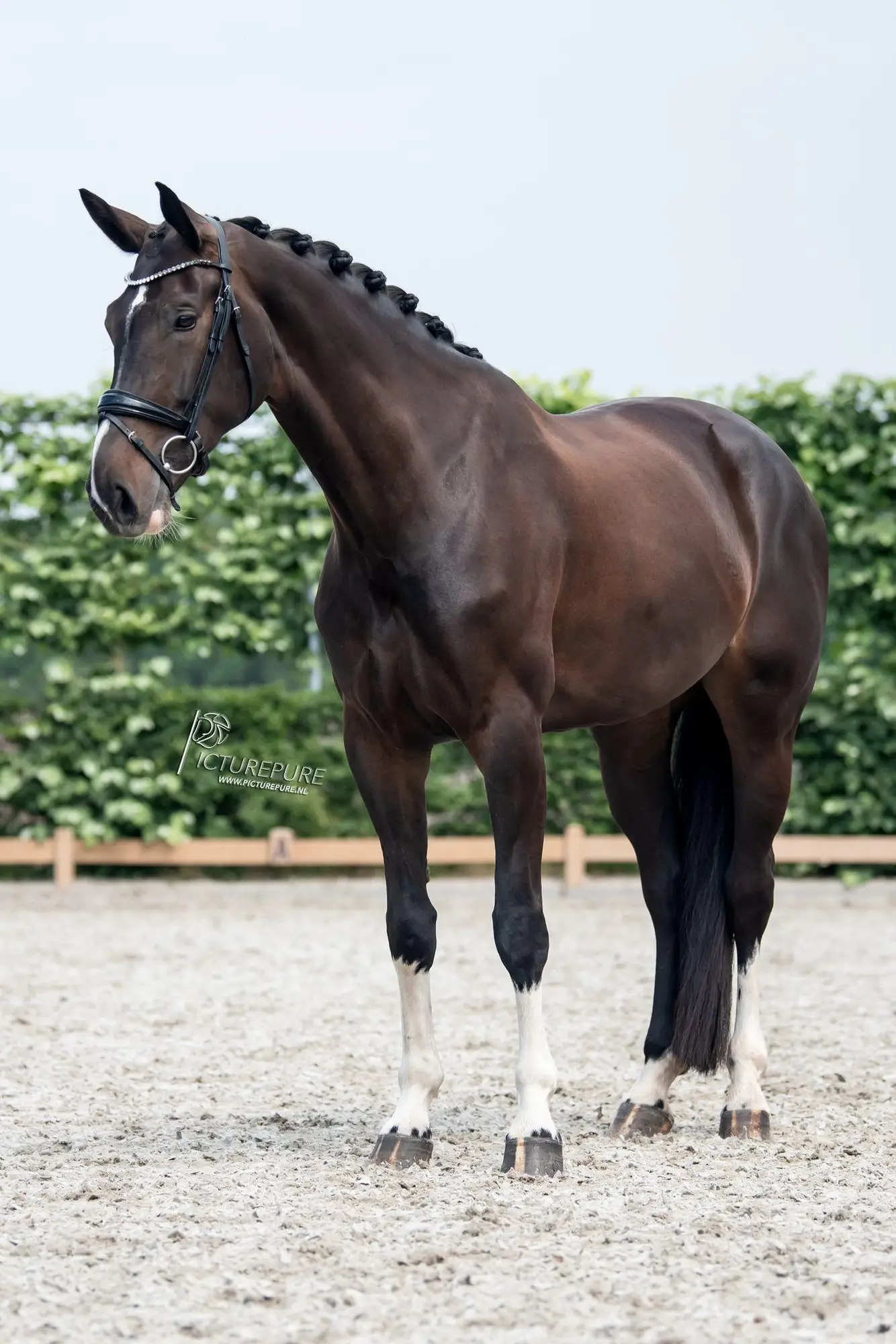 Nabelle by High Five US-3