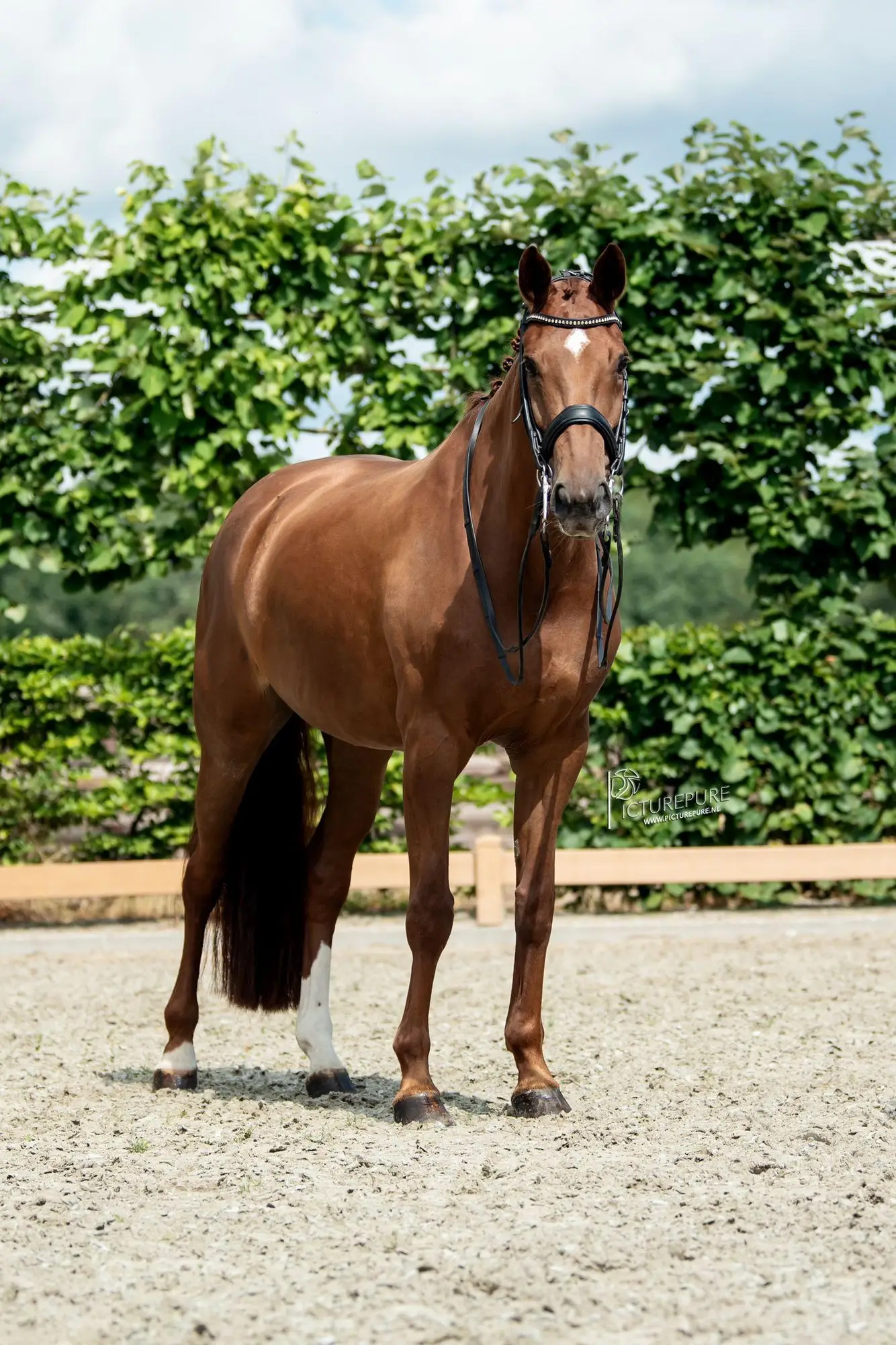 beluga-belissimo-m-saleshorse-3
