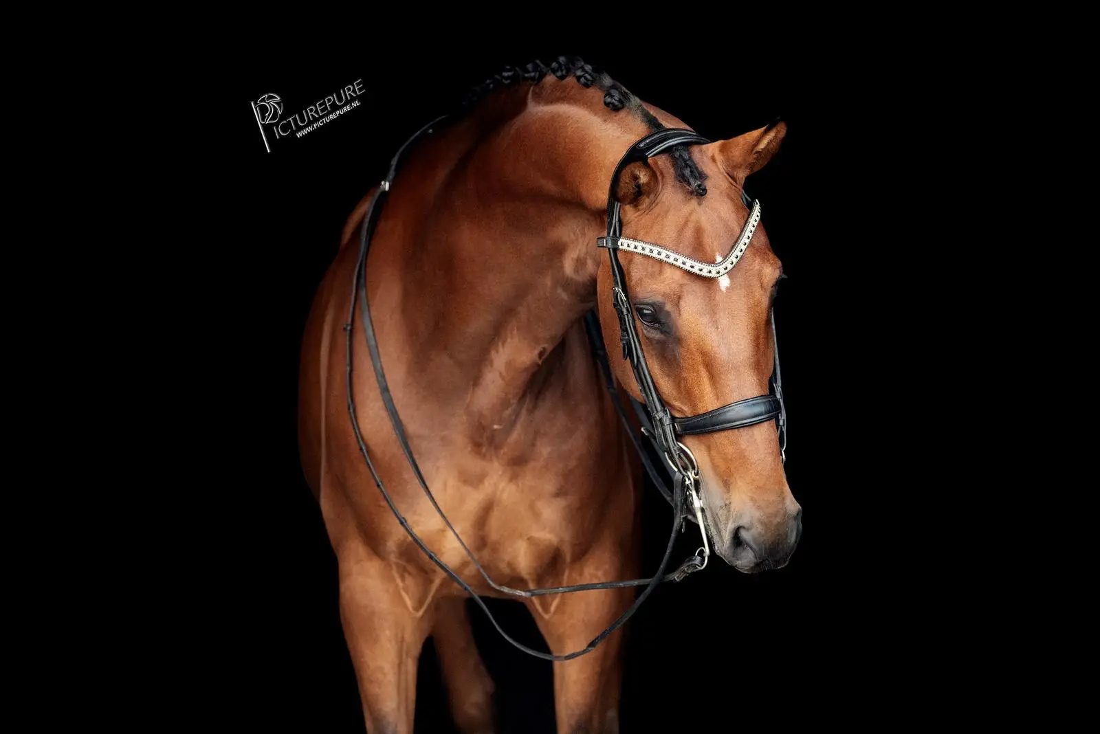 nearco-dannebrog-don-frederico