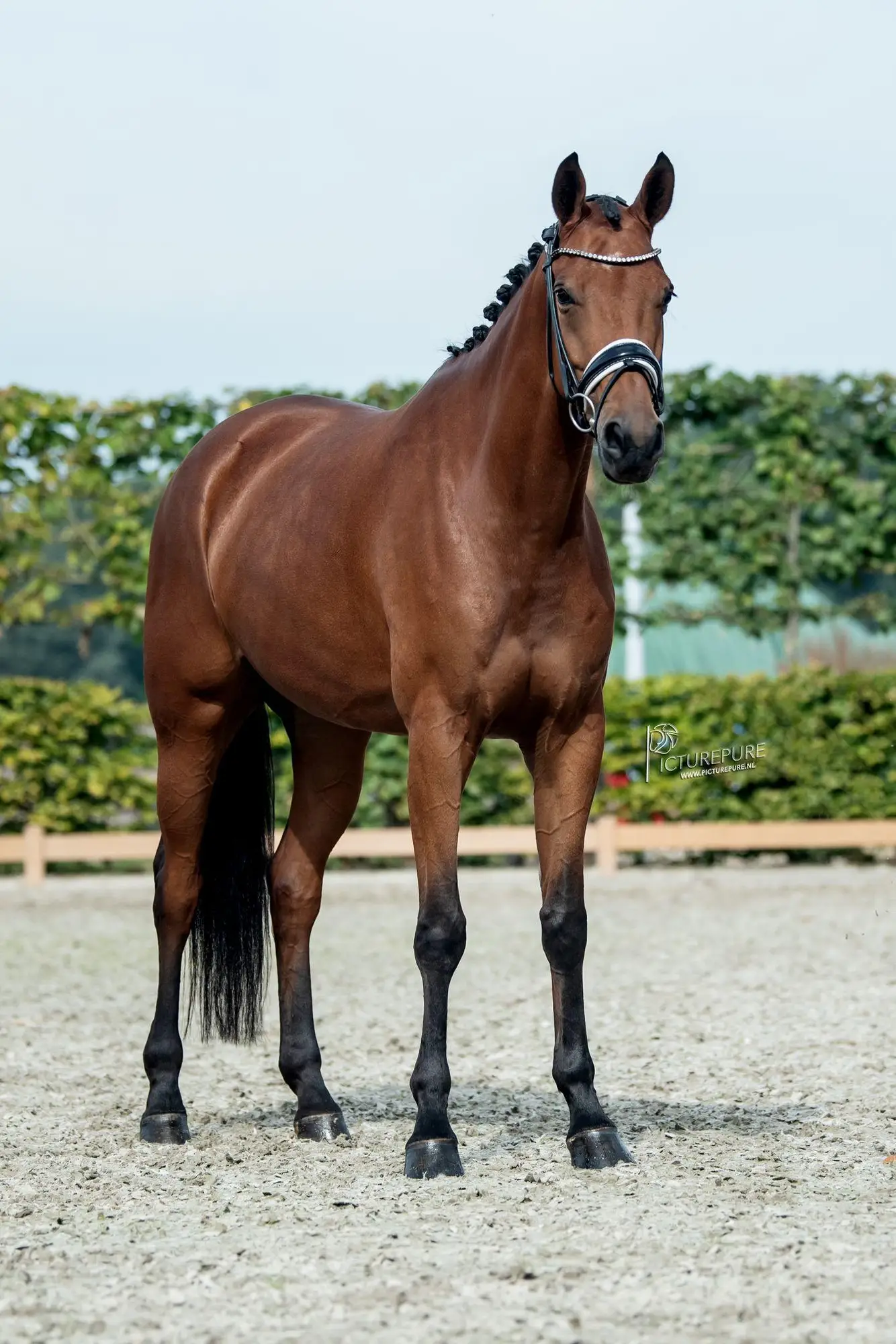 Ornarijke-Blue-hors-Romanov-Jazz-4