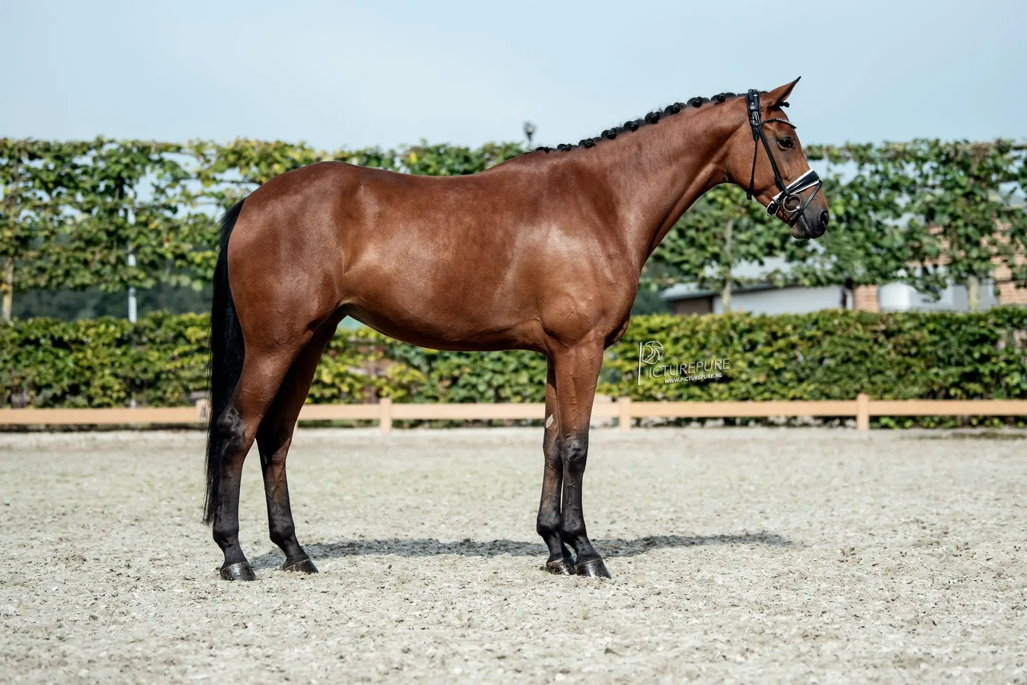 Ornarijke-Blue-hors-Romanov-Jazz-5