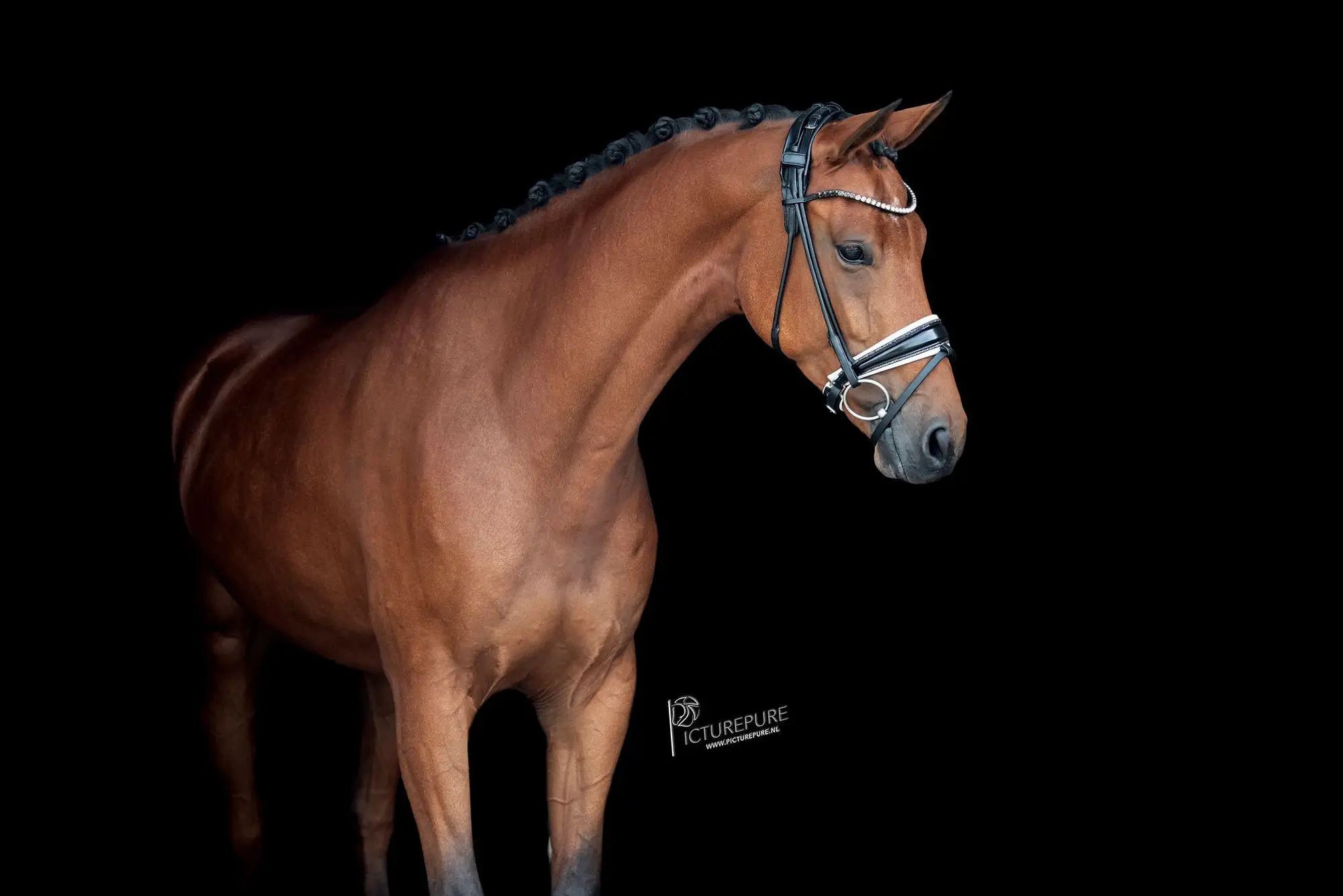 Ornarijke-Blue-hors-Romanov-Jazz-6