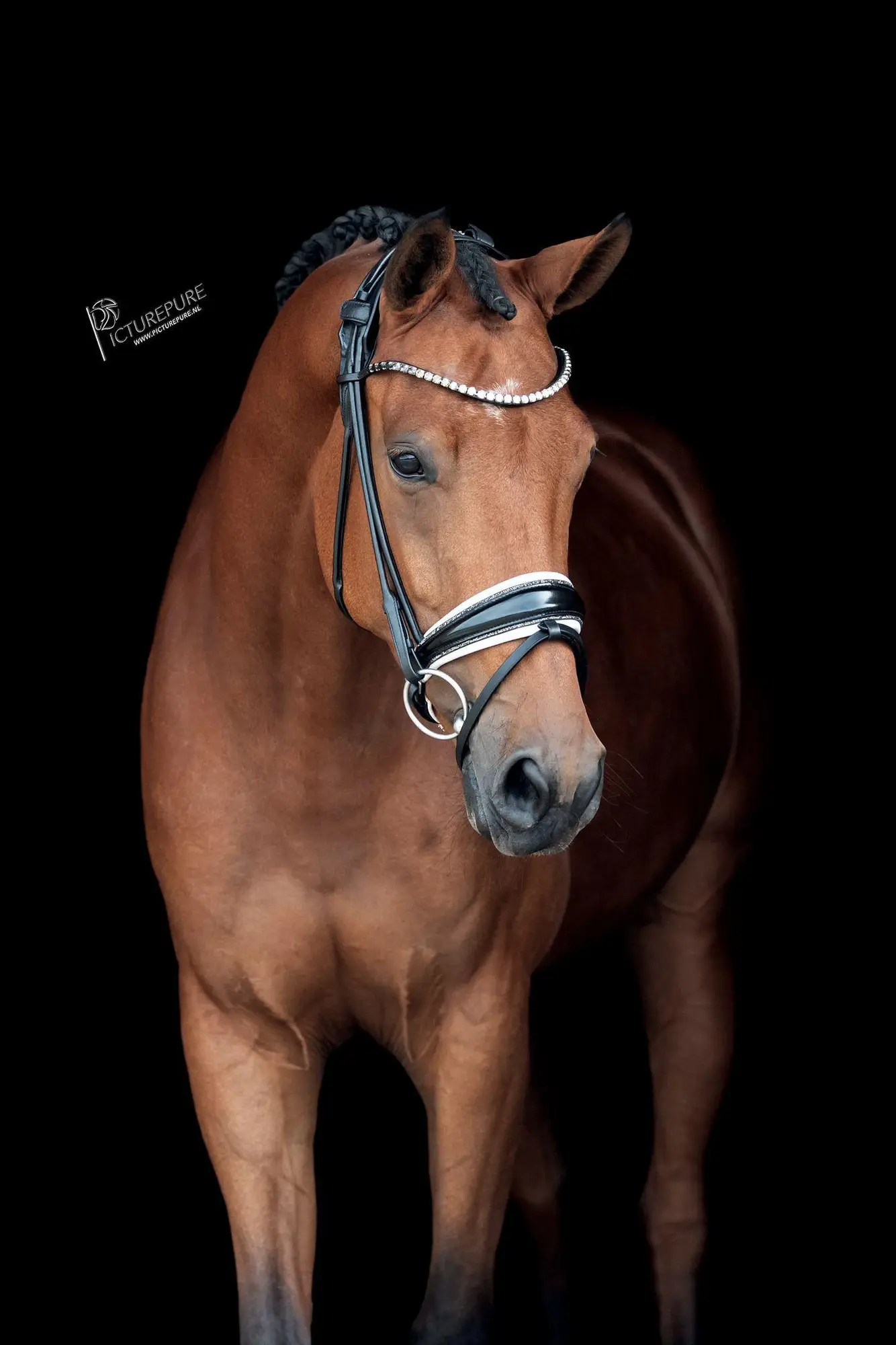 Ornarijke-Blue-hors-Romanov-Jazz-7