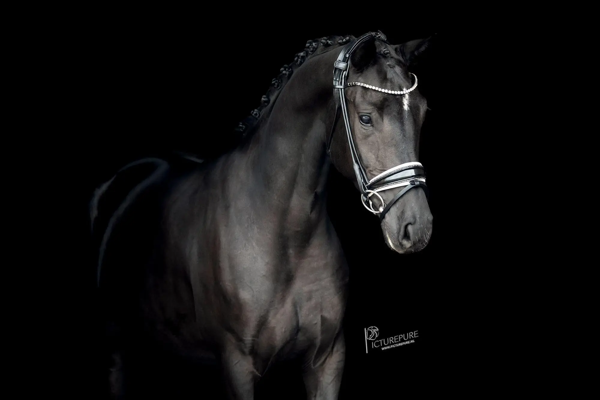 paroni AL for romance x negro 2