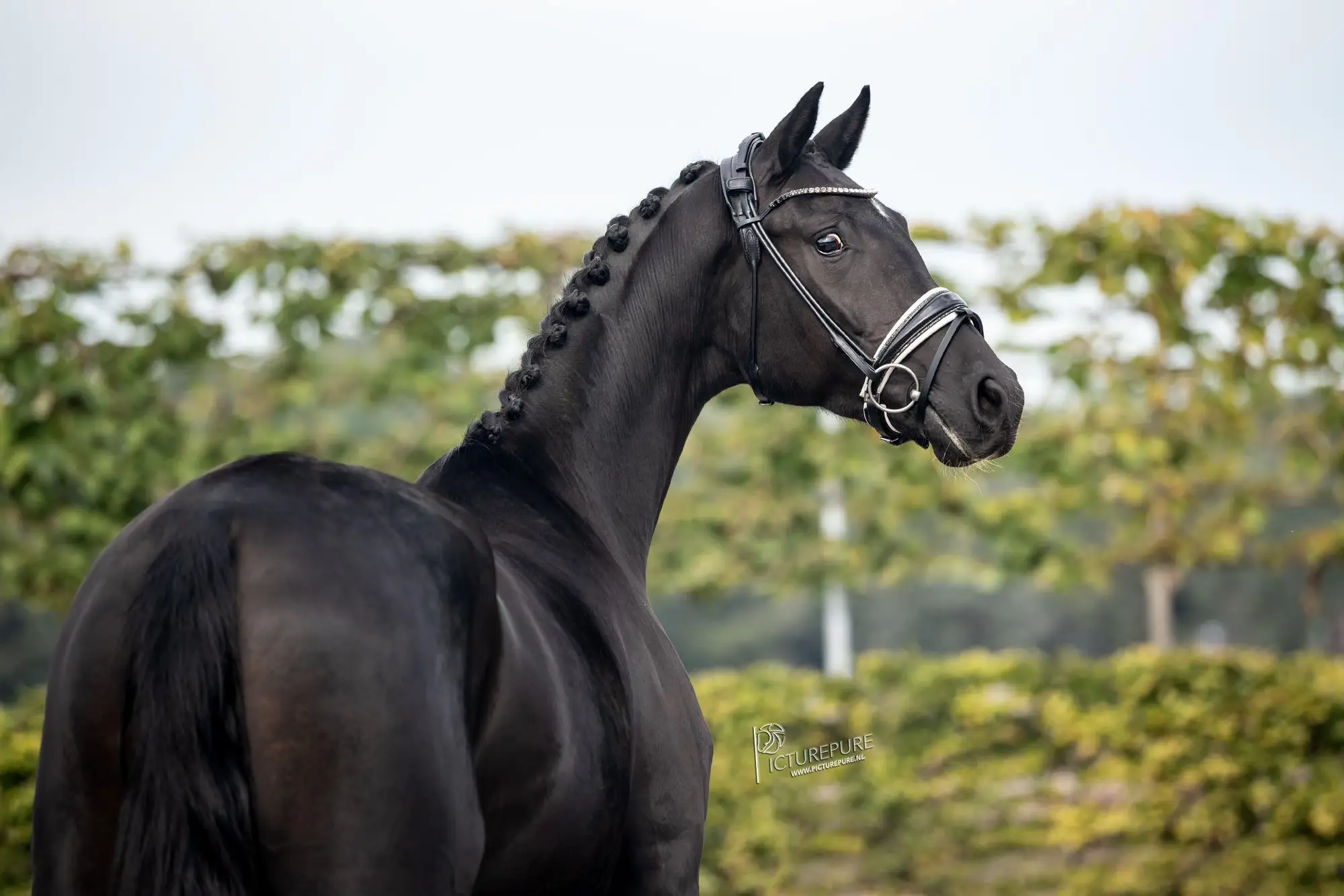 paroni AL for romance x negro 3