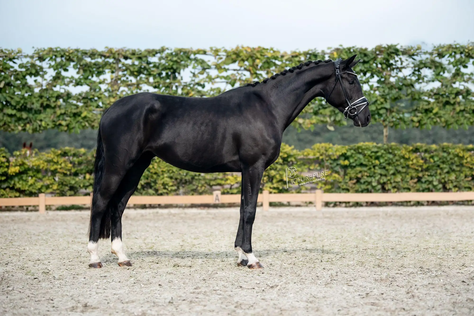 paroni AL for romance x negro 4