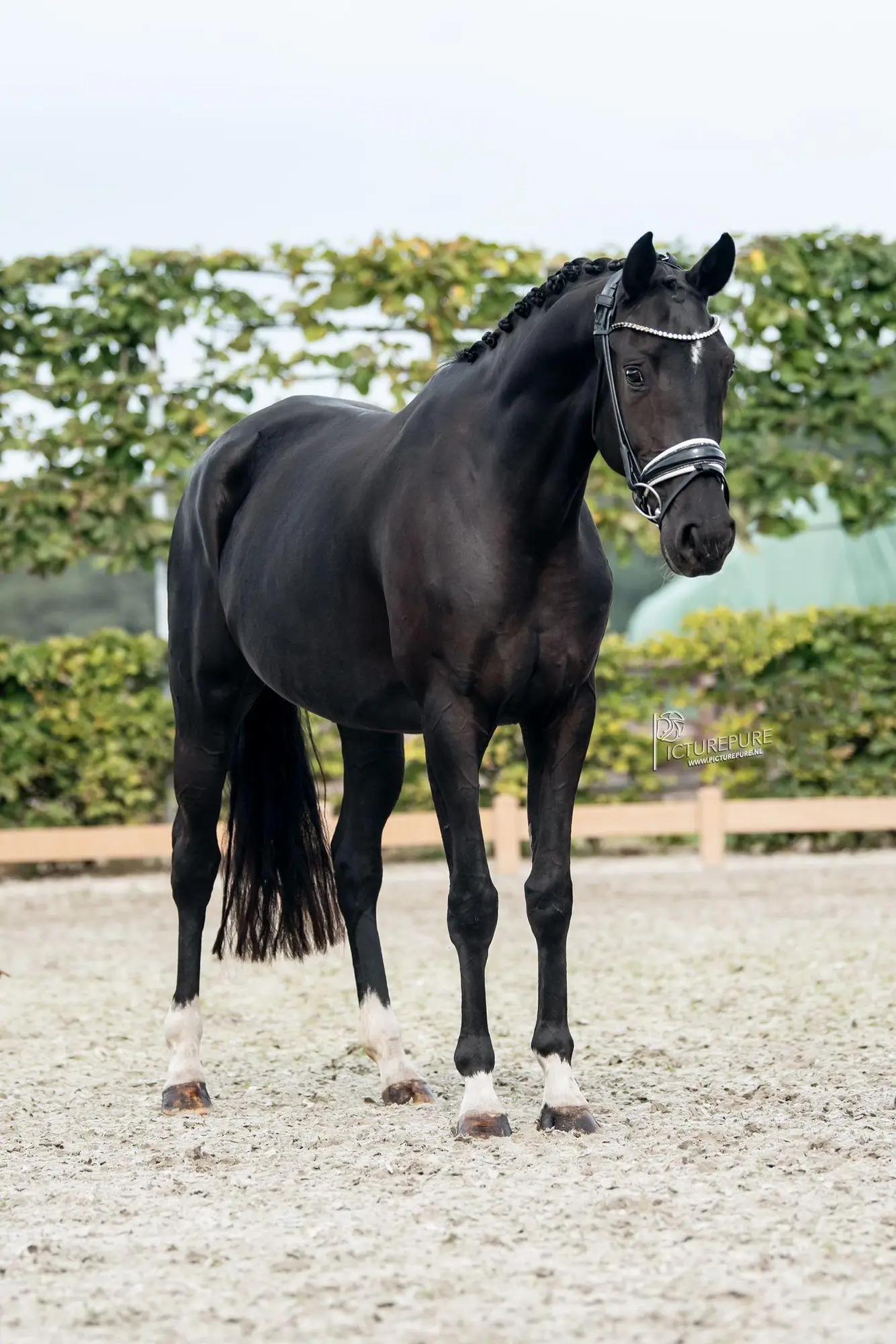 paroni AL for romance x negro 5
