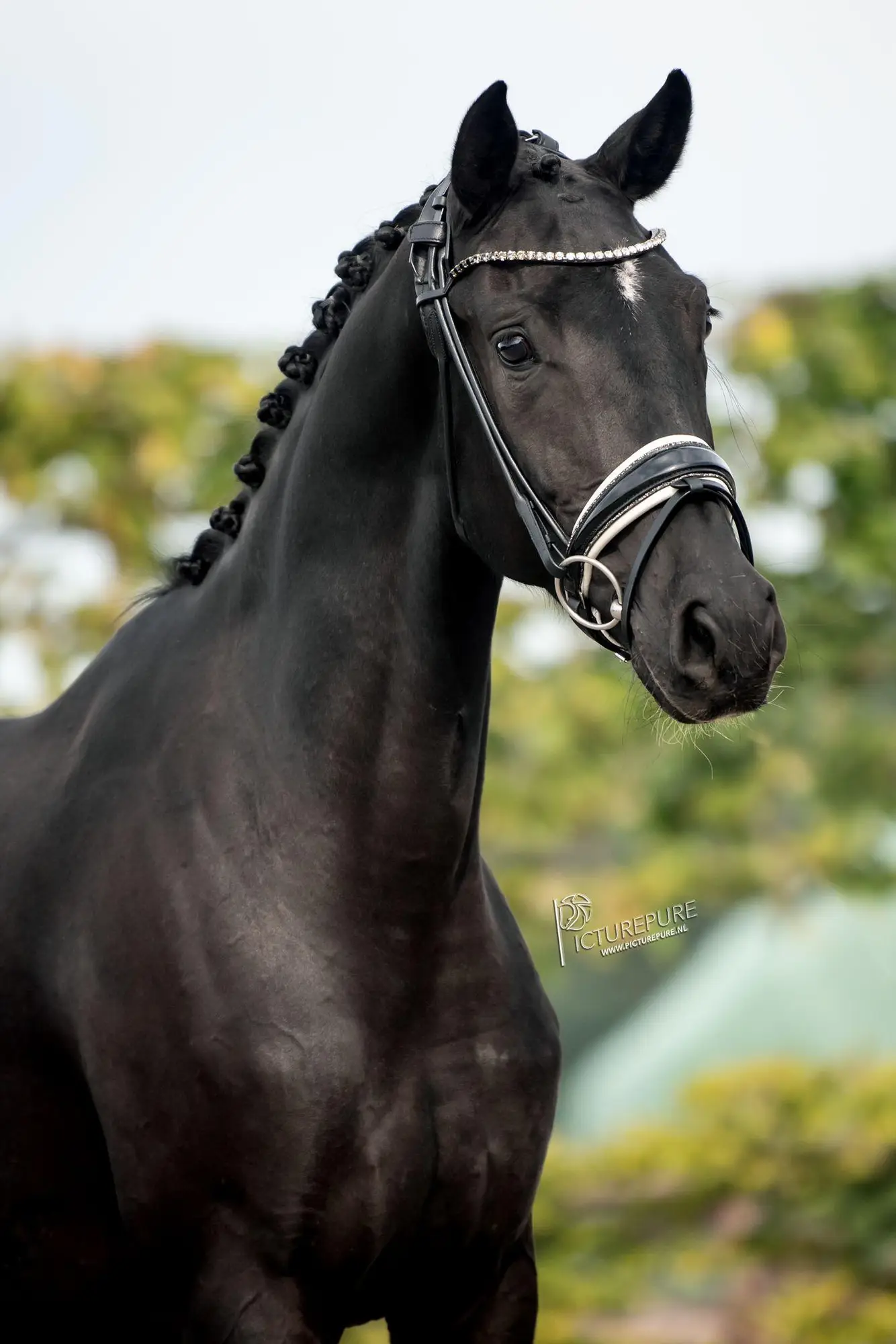 paroni AL for romance x negro 6