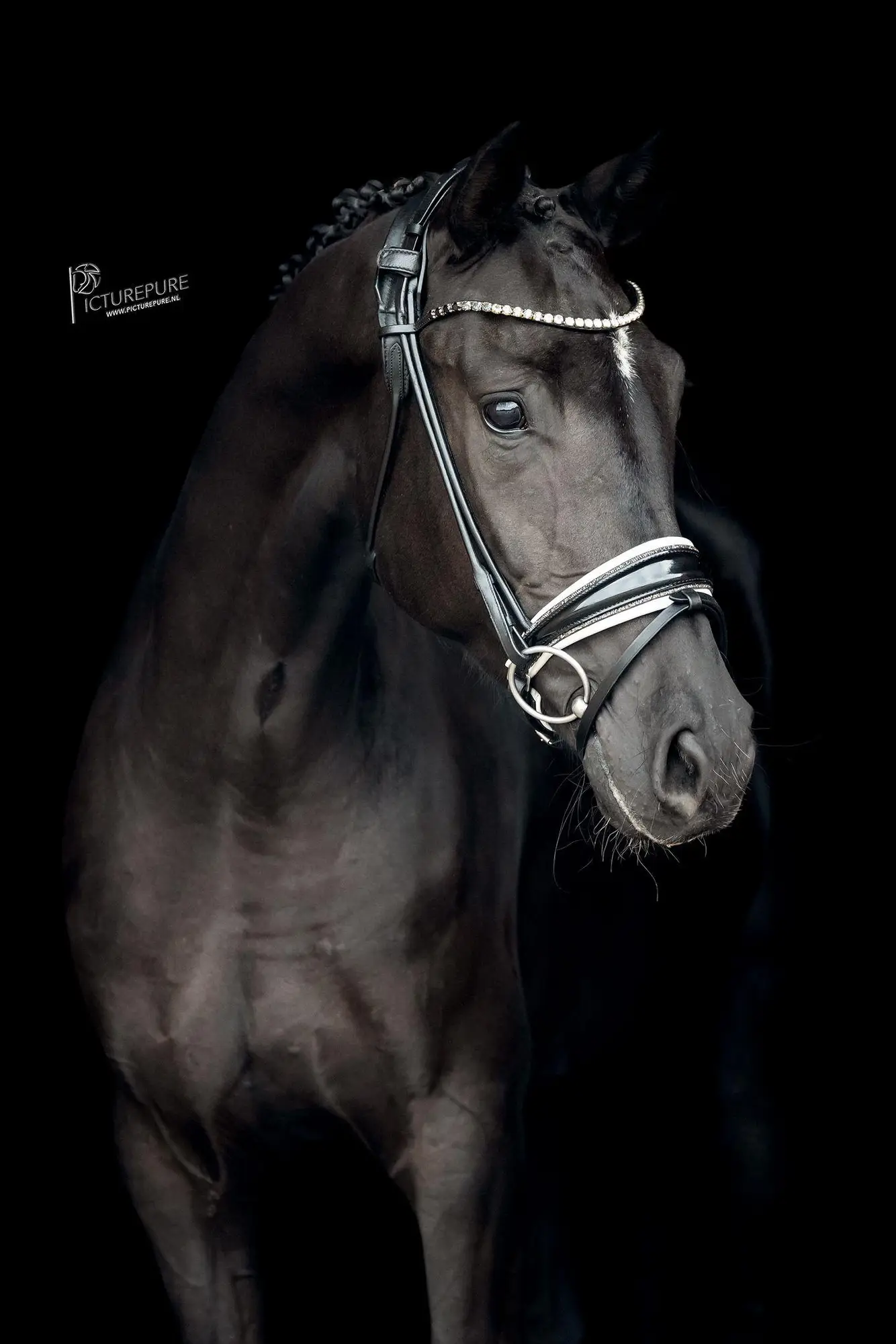 paroni AL for romance x negro