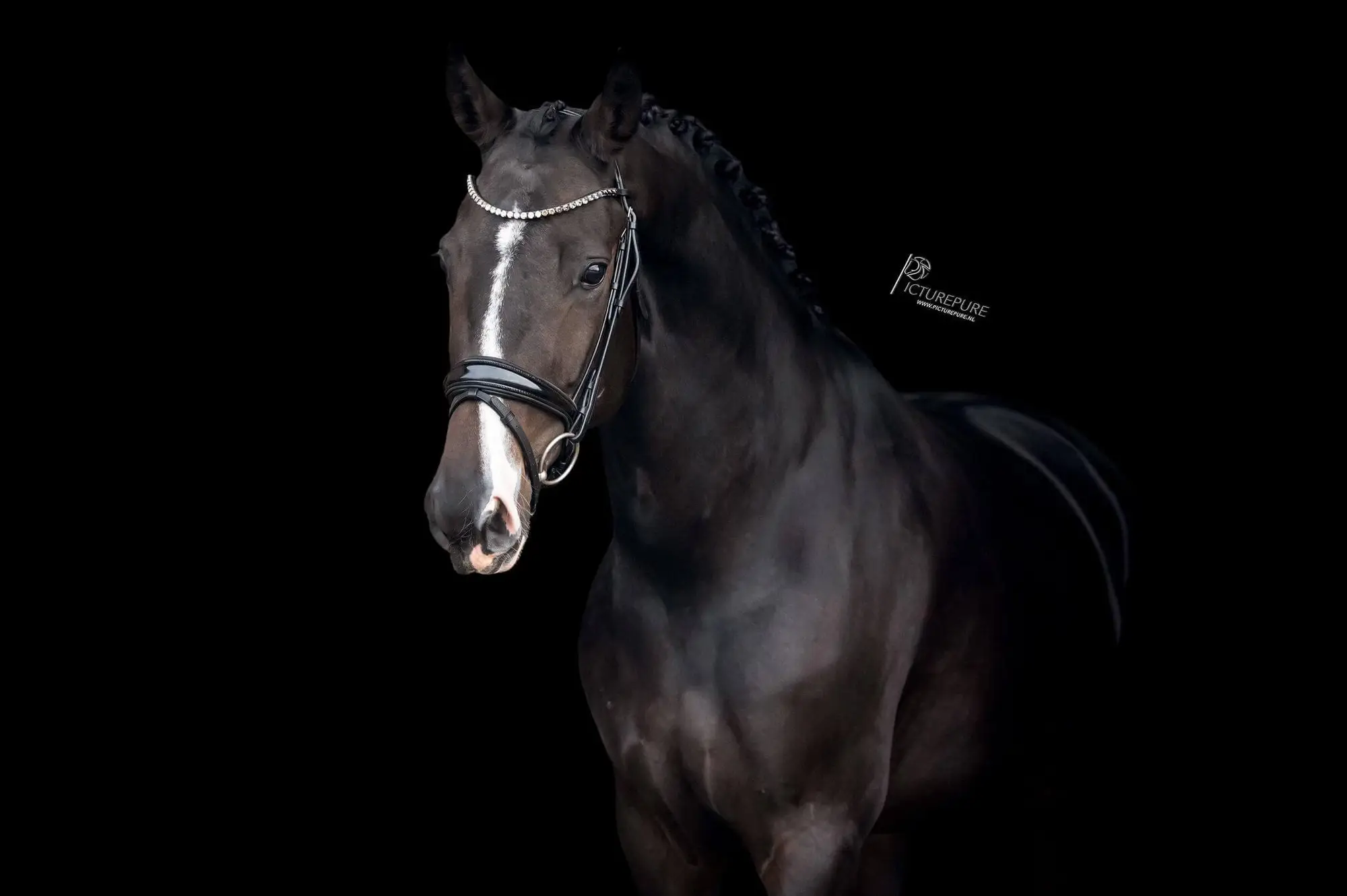 oke-lady-just-wimphof-rosenkavelier-2