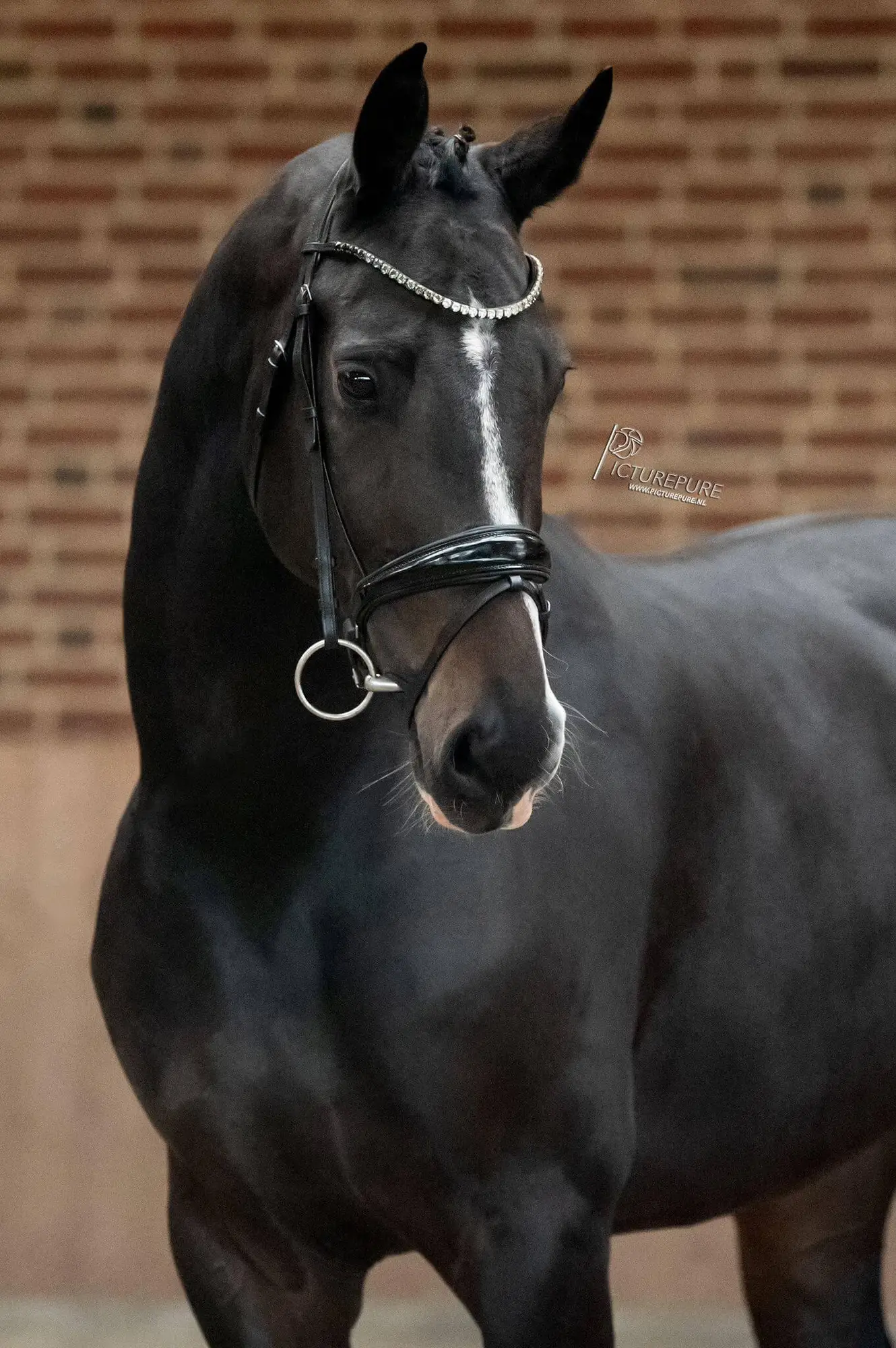 oke-lady-just-wimphof-rosenkavelier-4