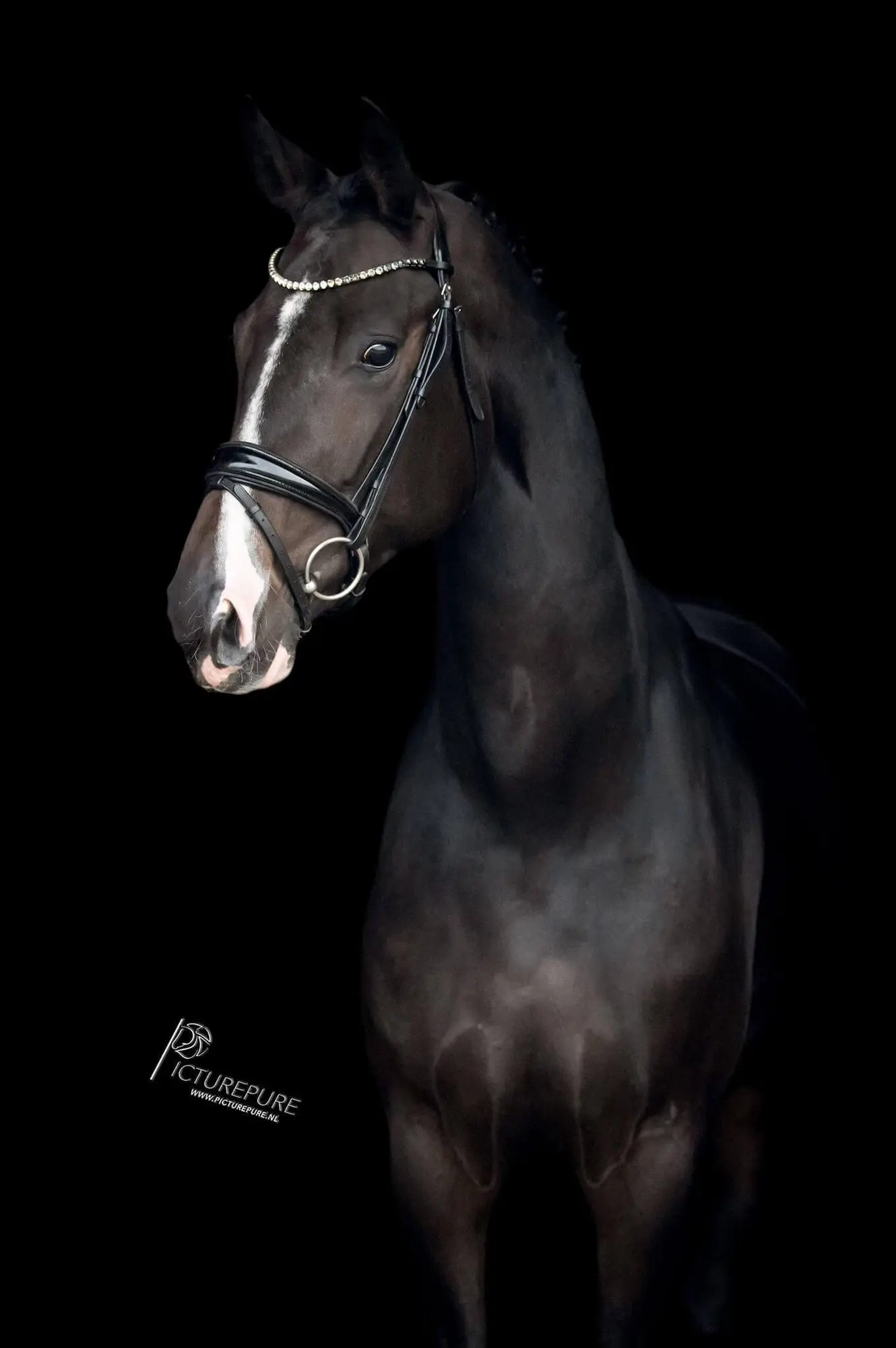 oke-lady-just-wimphof-rosenkavelier