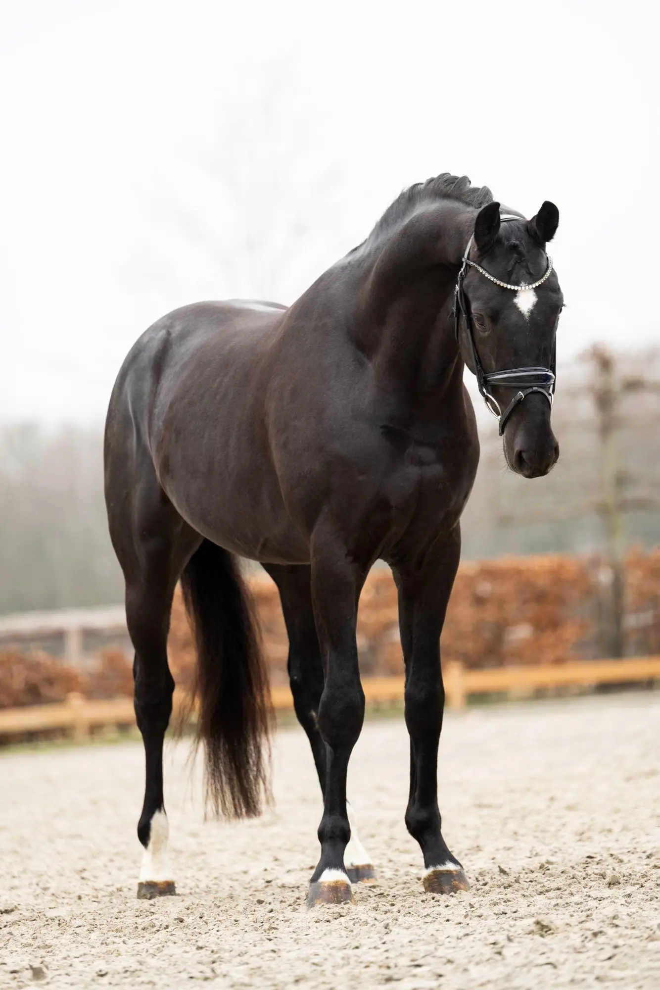 stallion-pablo-escobar-damco-kjento-ub40-1