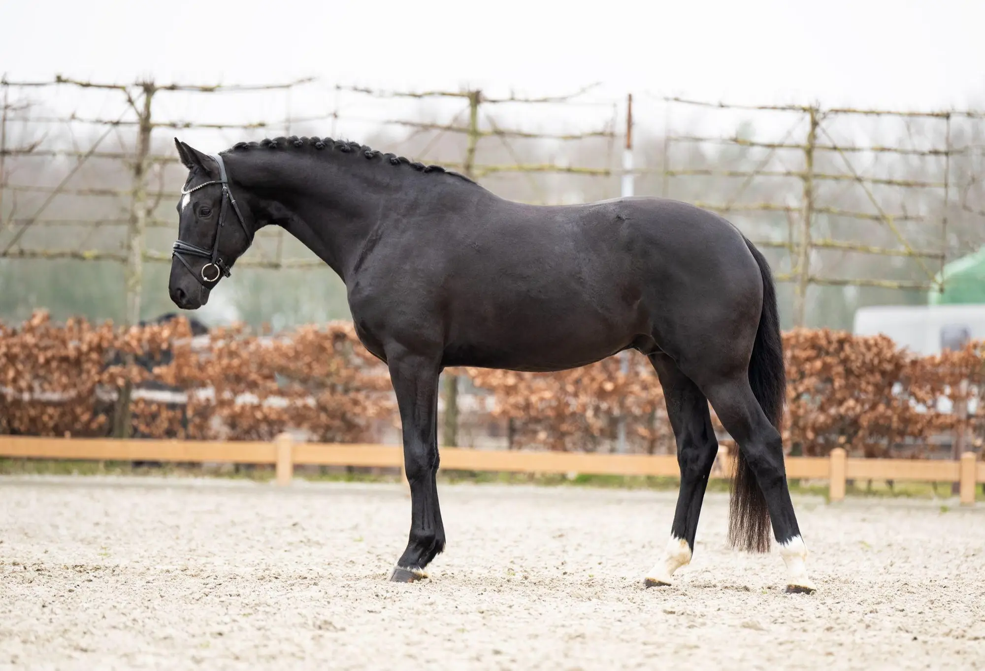 stallion-pablo-escobar-damco-kjento-ub40-2