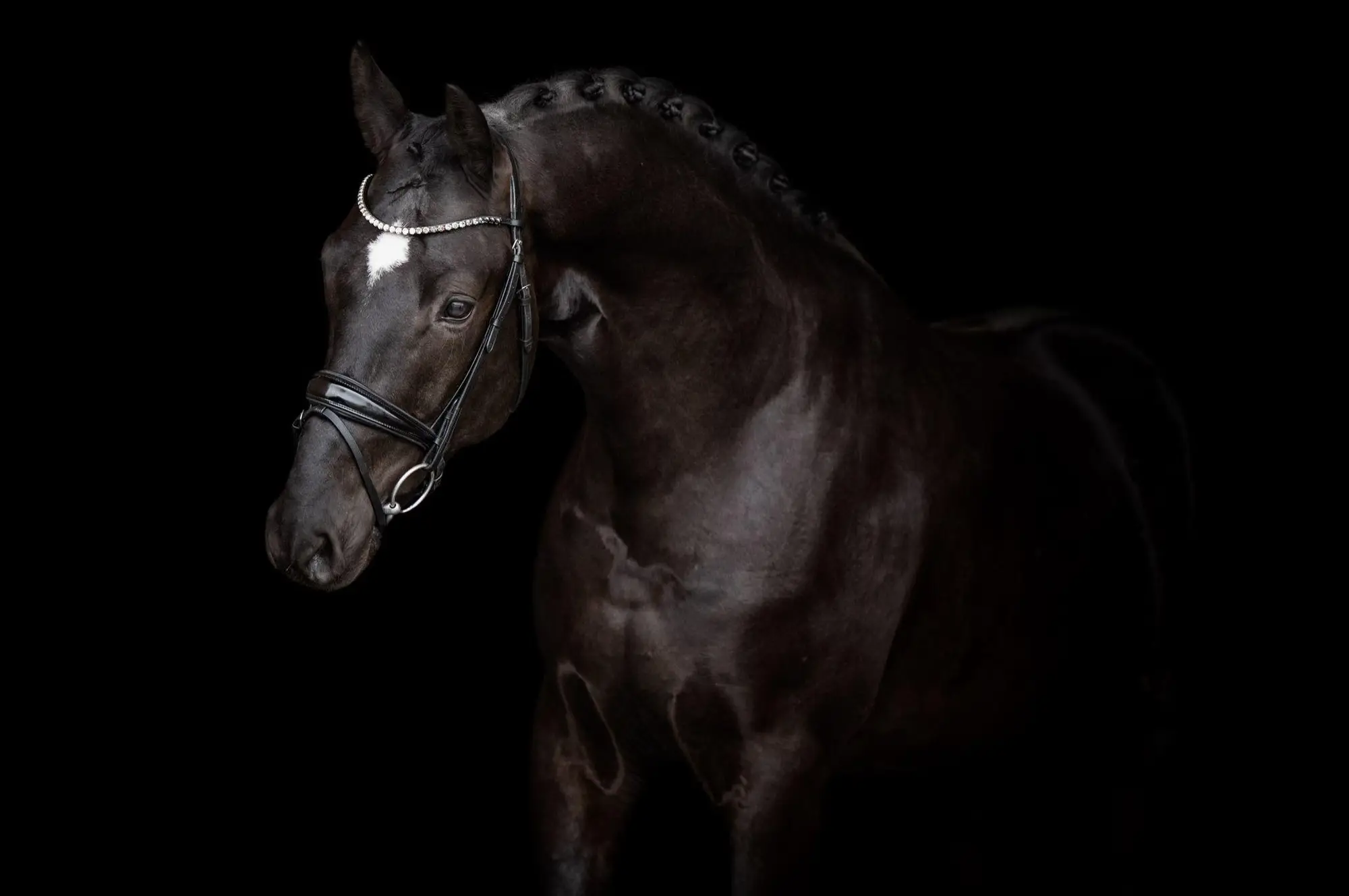 stallion-pablo-escobar-damco-kjento-ub40-3