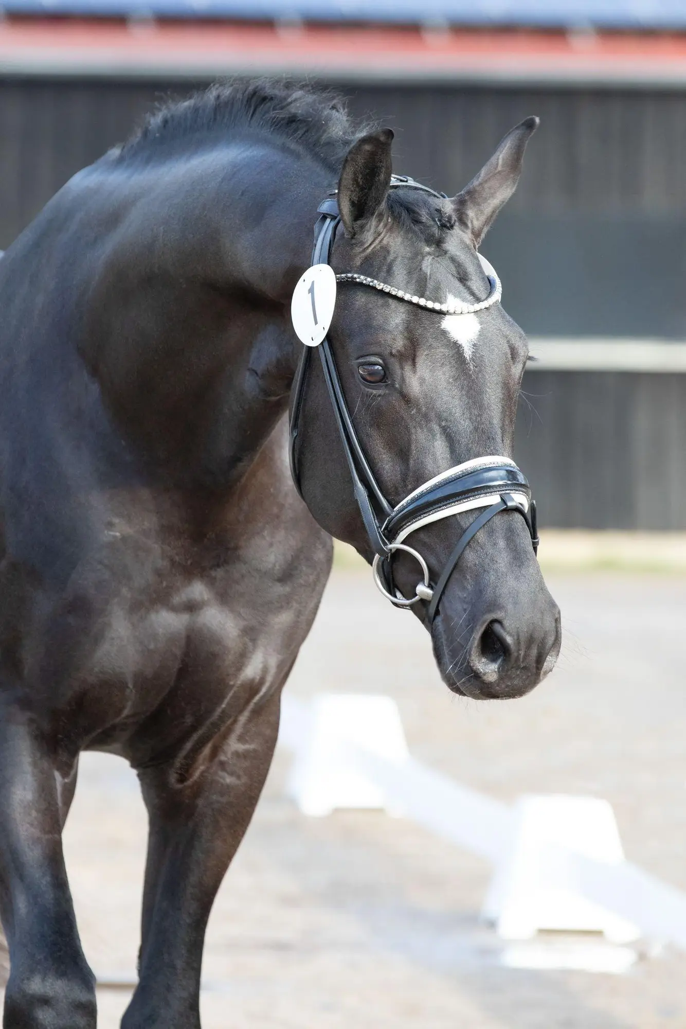 stallion-pablo-escobar-damco-kjento-ub40-4