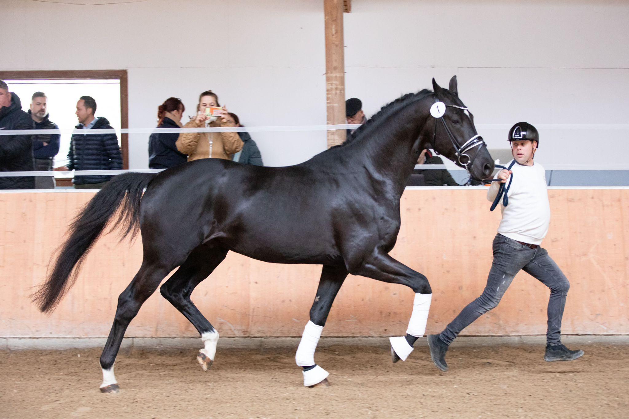 stallion-pablo-escobar-damco-kjento-ub40-6