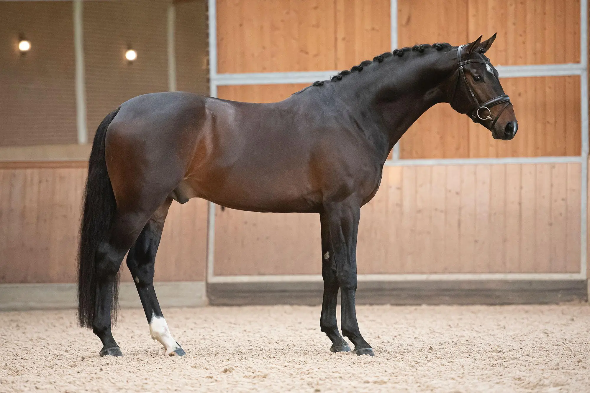 stallion-reve-rankrado-aquilino-1