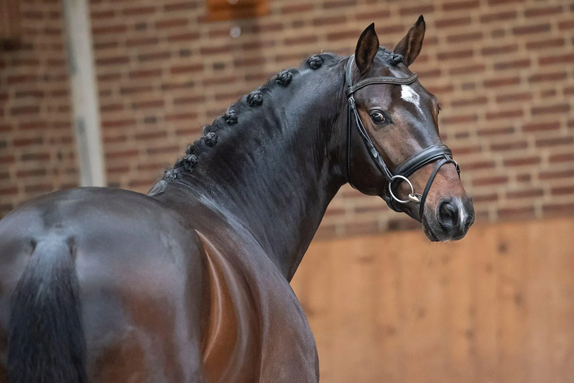 stallion-reve-rankrado-aquilino-2