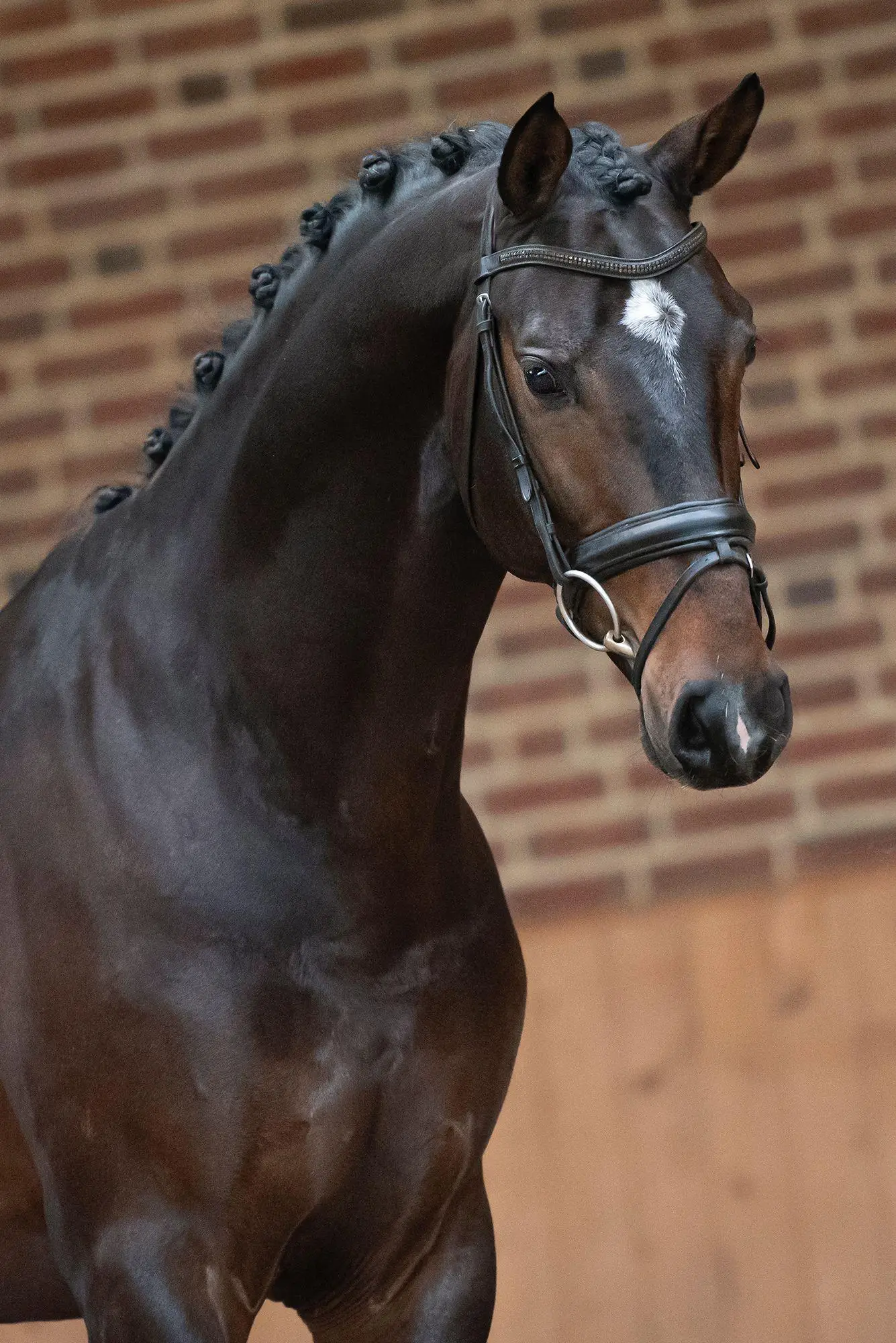 stallion-reve-rankrado-aquilino-3