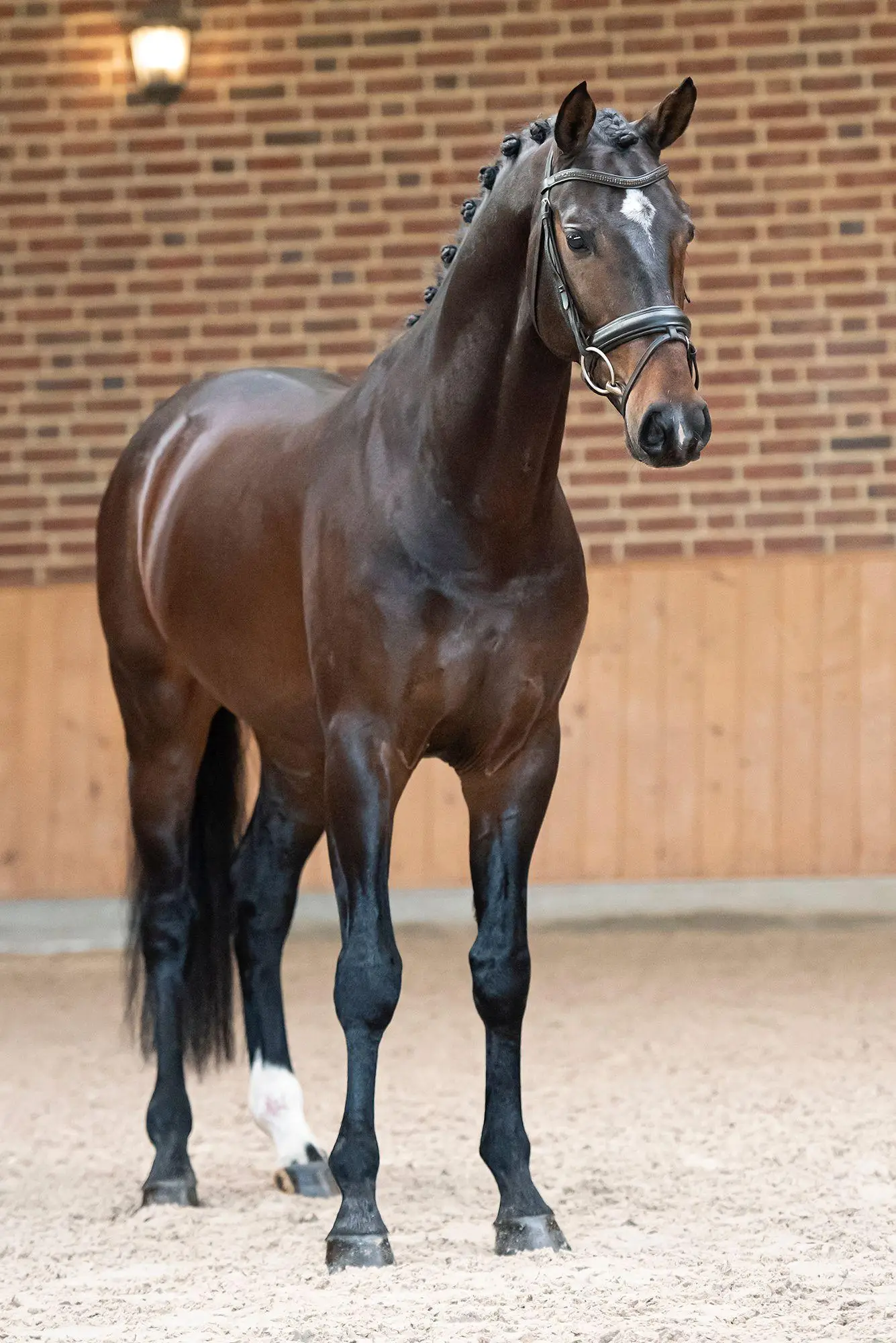 stallion-reve-rankrado-aquilino-4