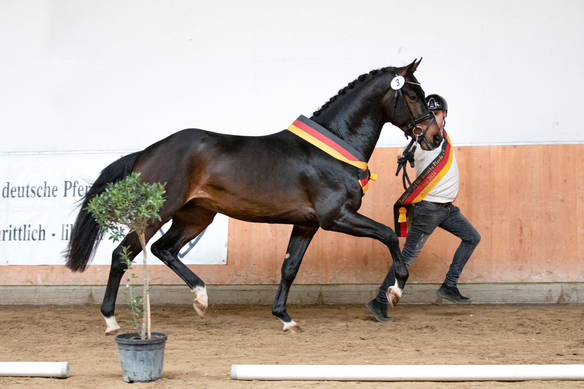stallion-royal-albert-h-fontaineTN-Geniaal-1