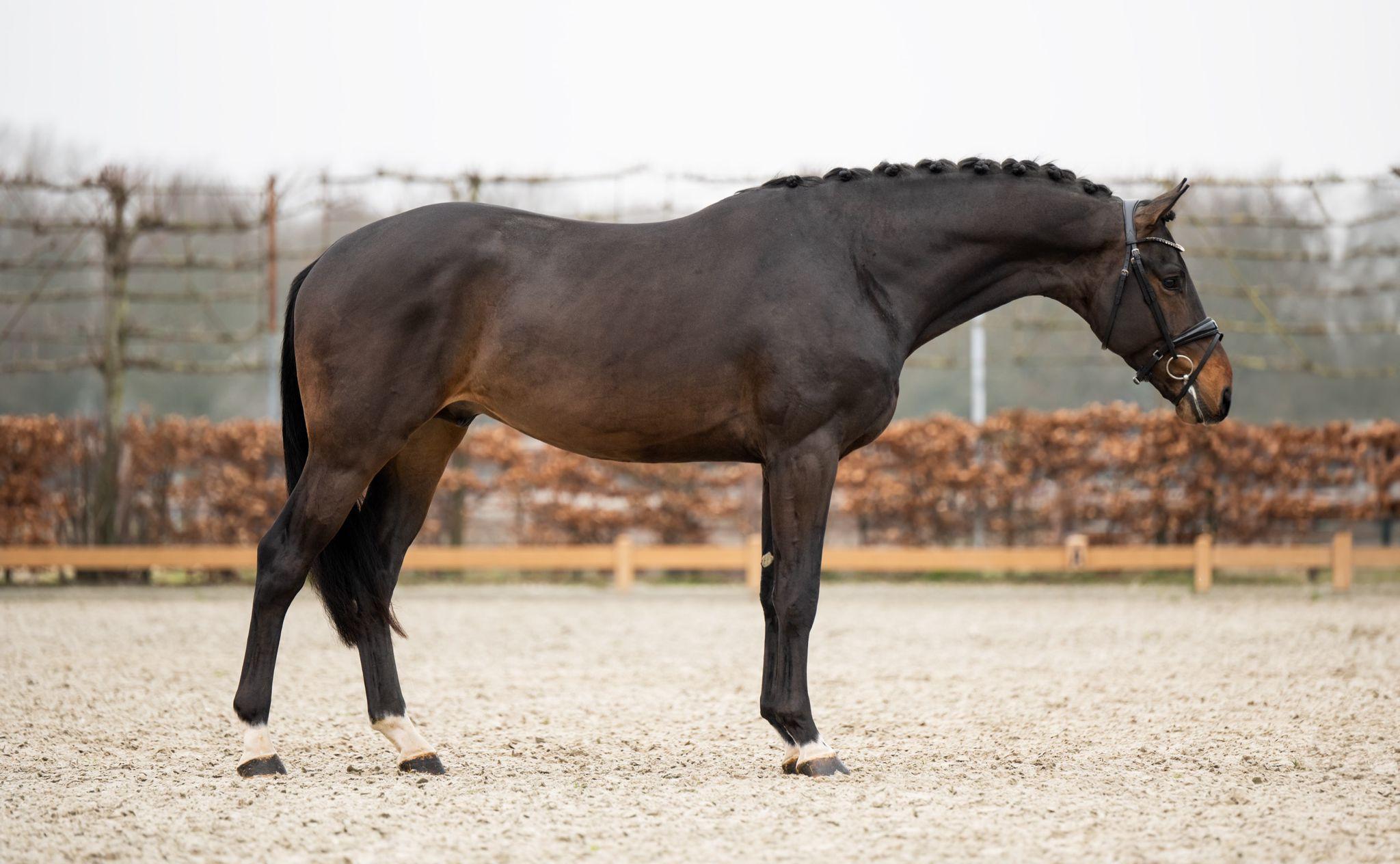 stallion-royal-albert-h-fontaineTN-Geniaal-10