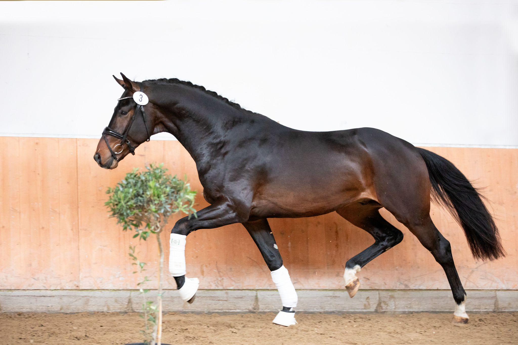 stallion-royal-albert-h-fontaineTN-Geniaal-2