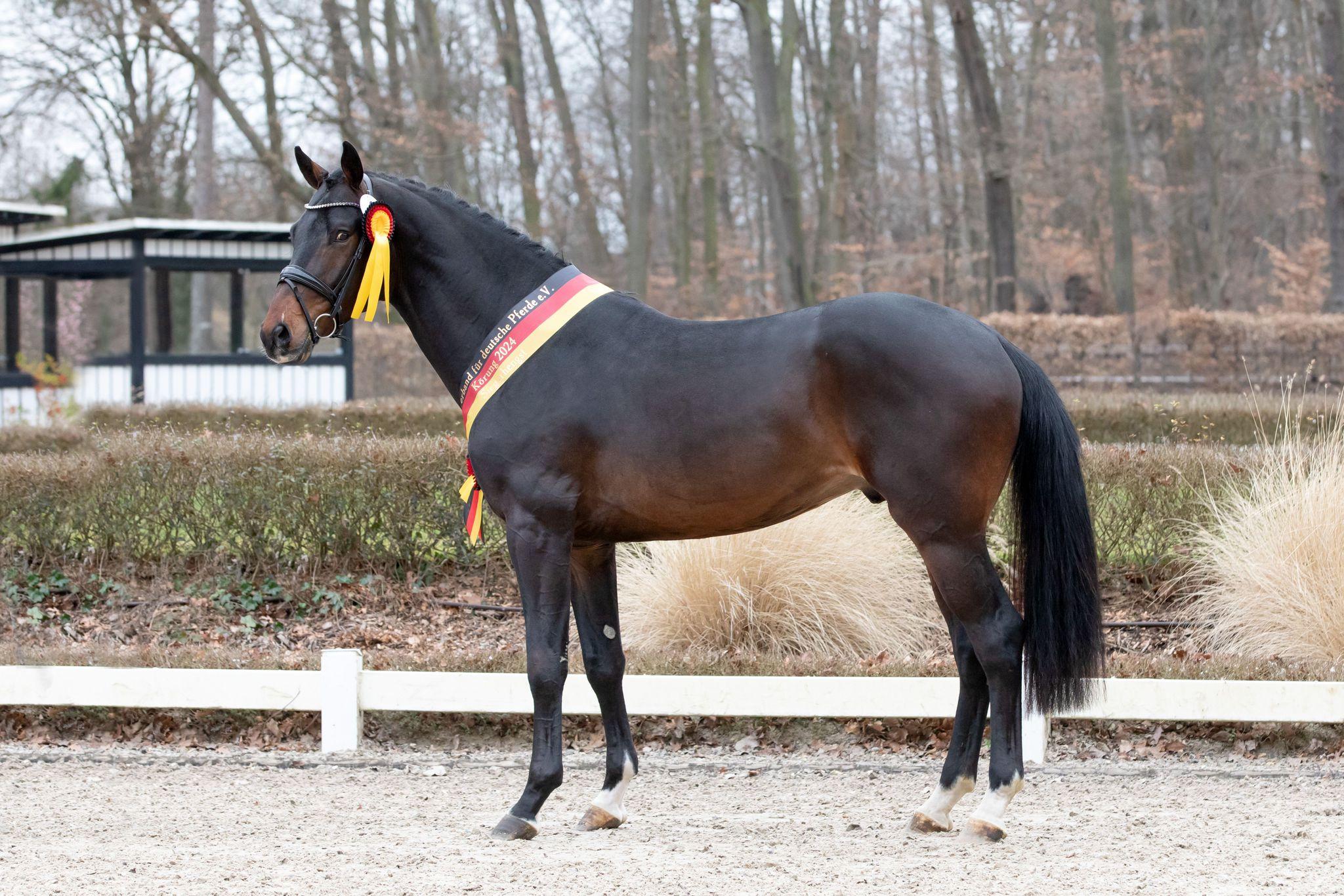 stallion-royal-albert-h-fontaineTN-Geniaal-3