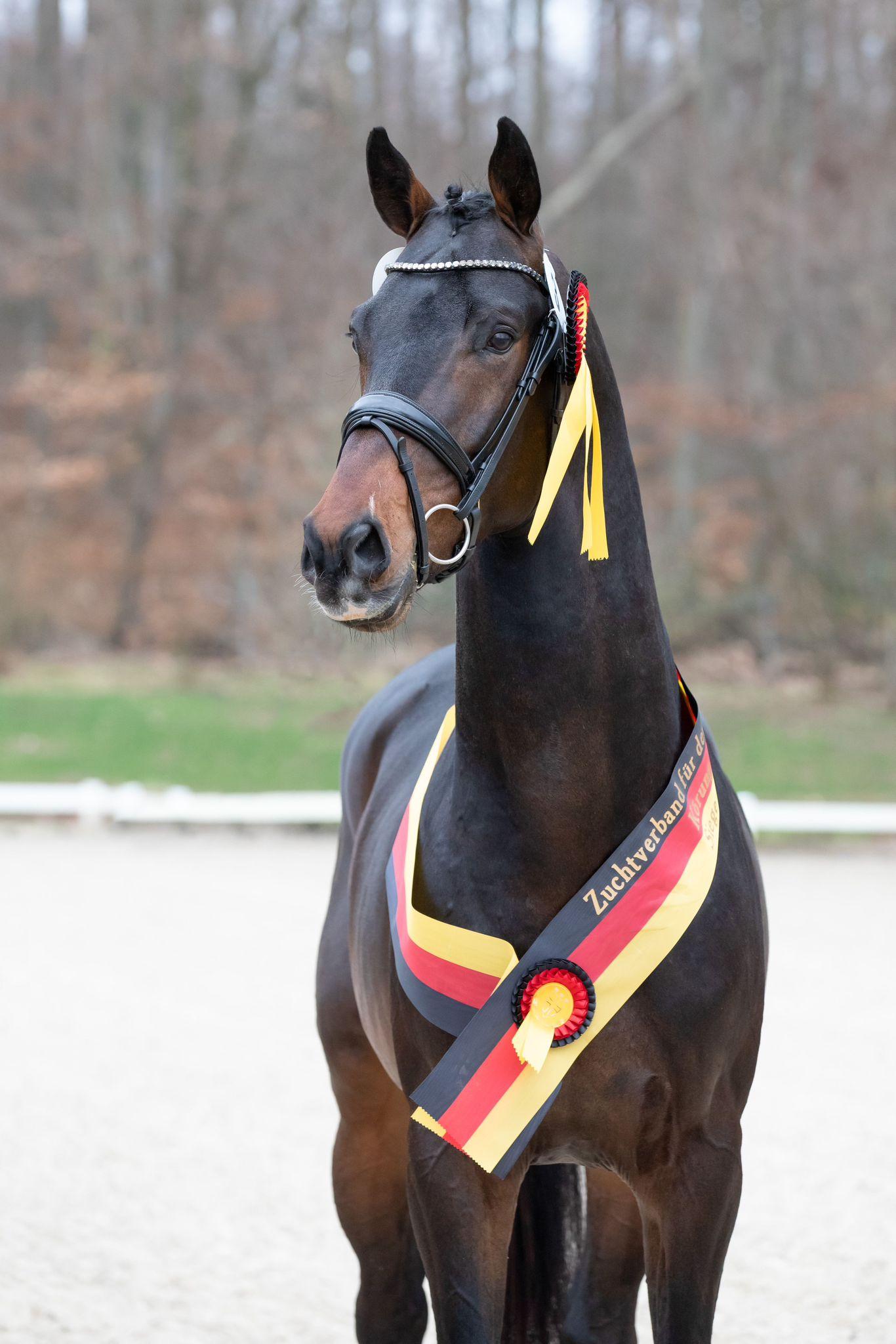 stallion-royal-albert-h-fontaineTN-Geniaal-4