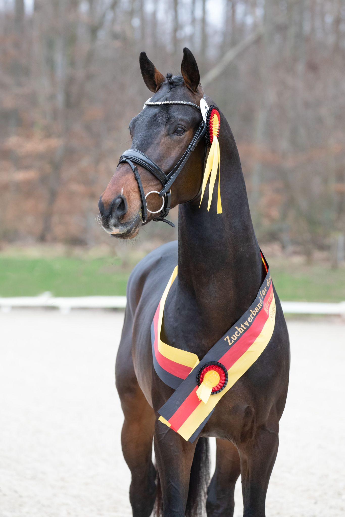 stallion-royal-albert-h-fontaineTN-Geniaal-5