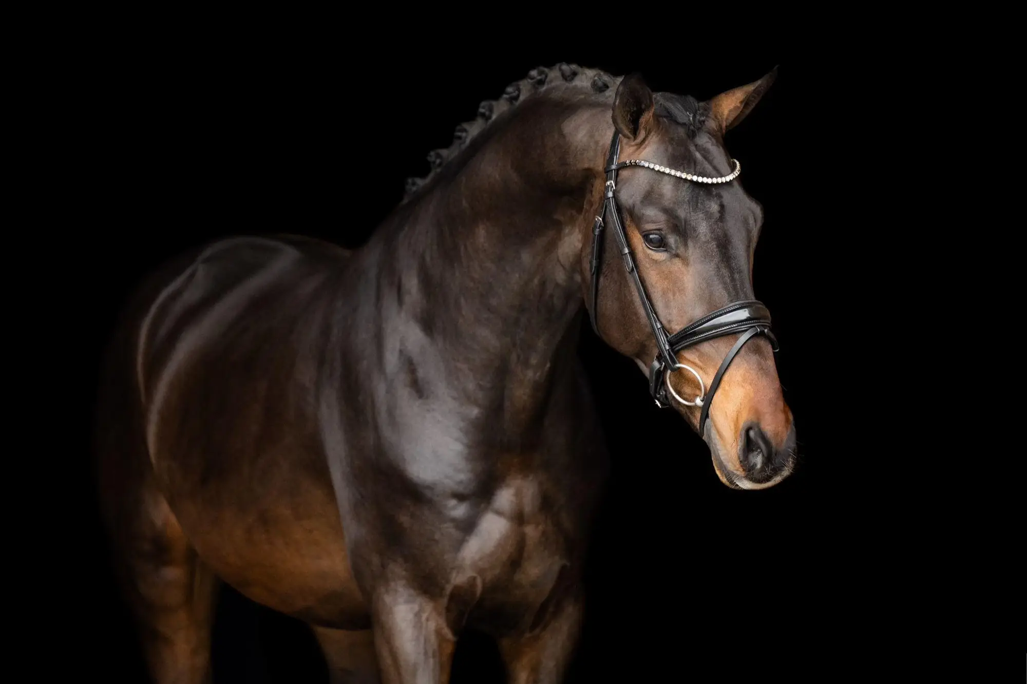 stallion-royal-albert-h-fontaineTN-Geniaal-7