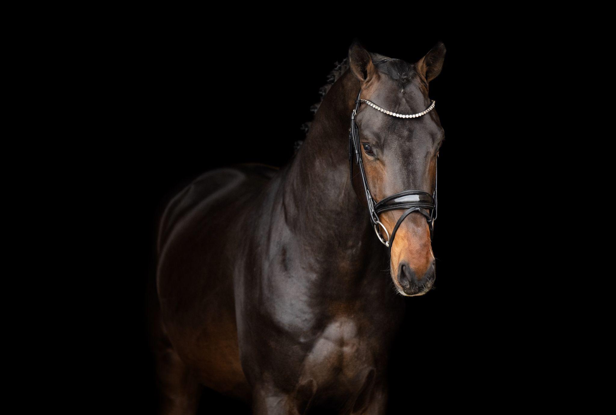 stallion-royal-albert-h-fontaineTN-Geniaal-8