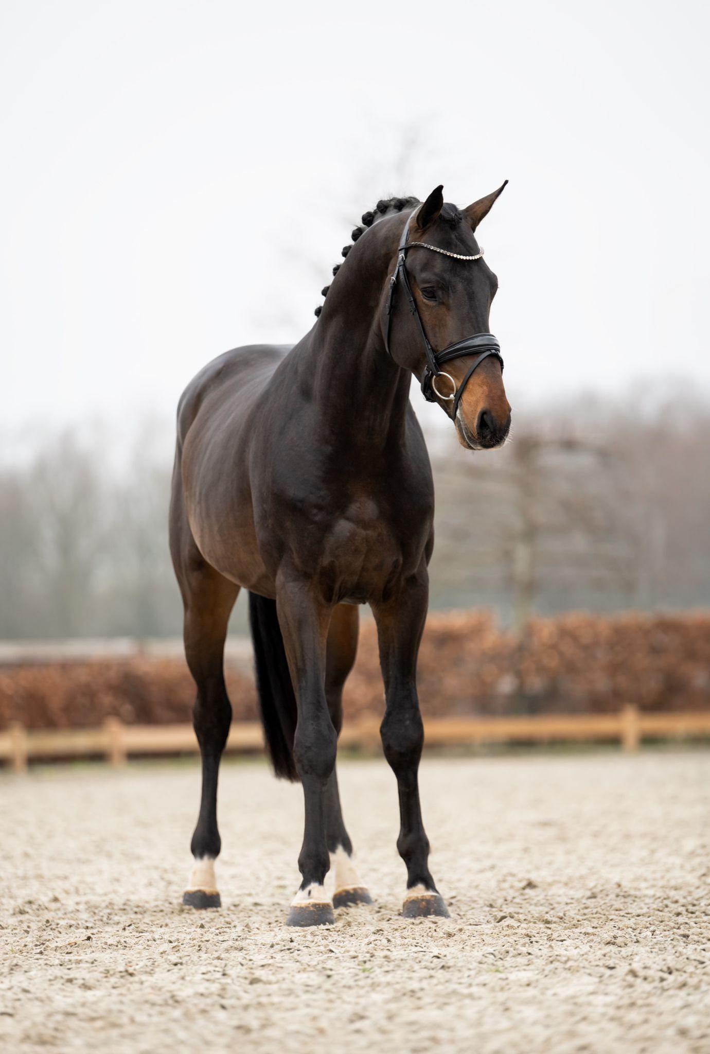 stallion-royal-albert-h-fontaineTN-Geniaal-9