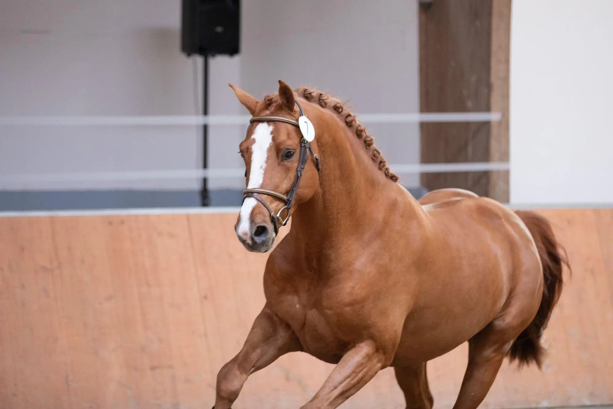 stallion-unique-united-way-cleverboy-zfdp-1