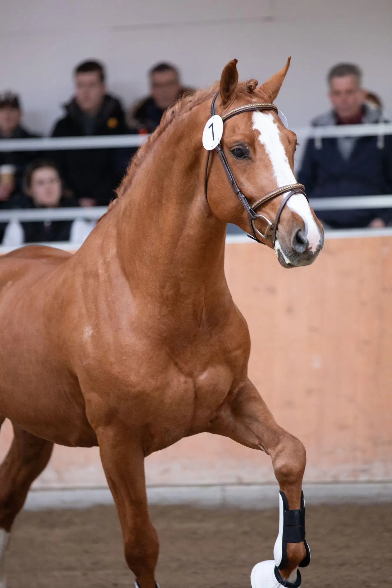 stallion-unique-united-way-cleverboy-zfdp-2