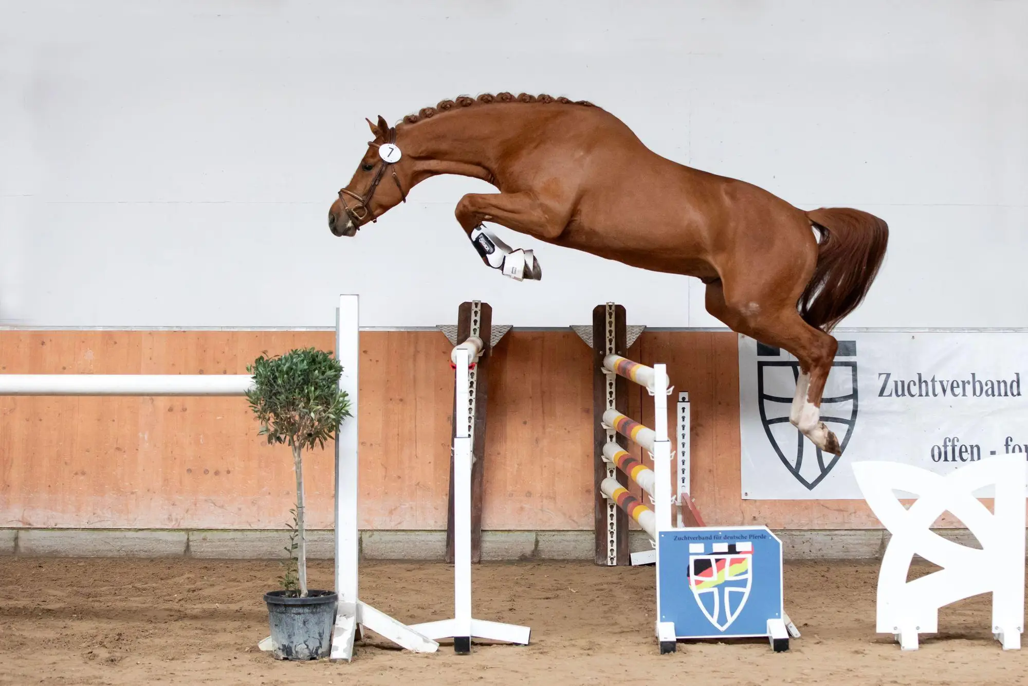 stallion-unique-united-way-cleverboy-zfdp-3