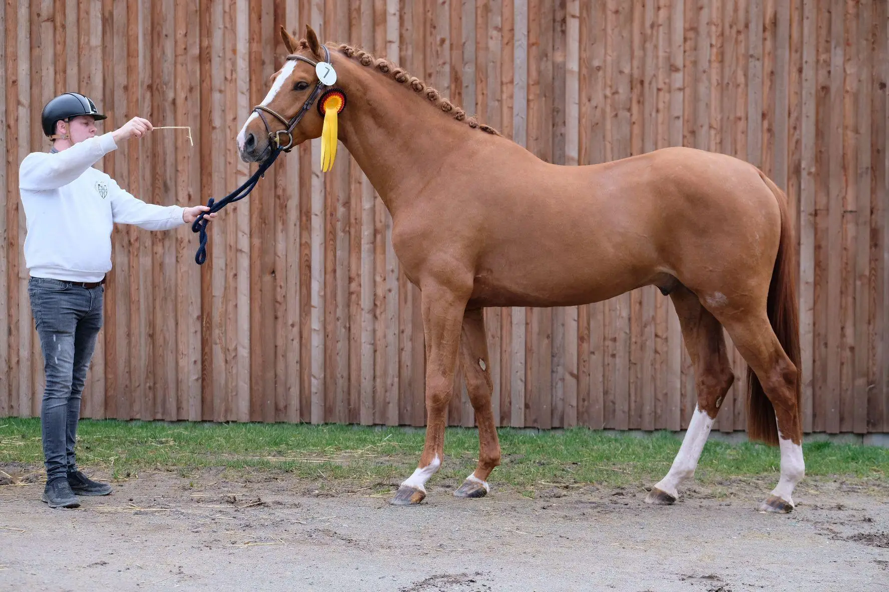 stallion-unique-united-way-cleverboy-zfdp-4