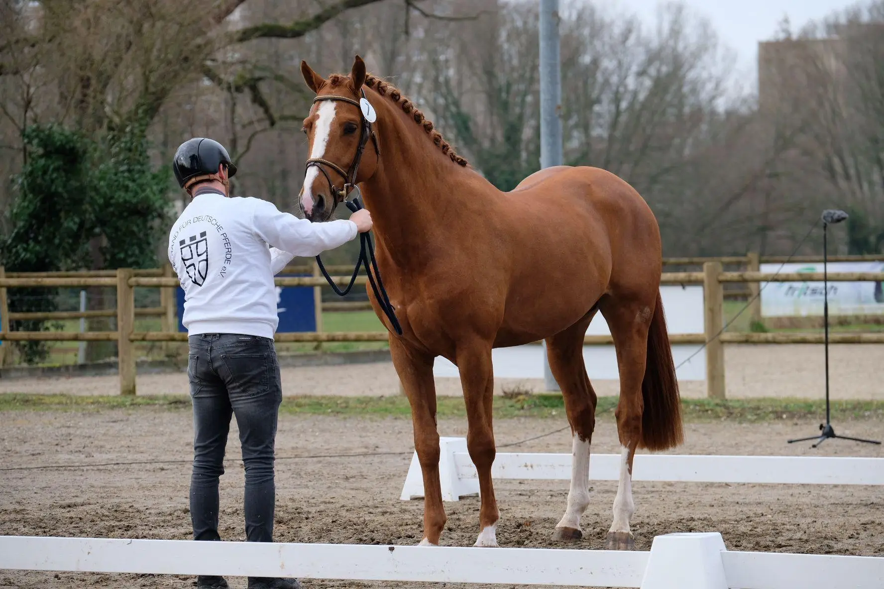 stallion-unique-united-way-cleverboy-zfdp-5