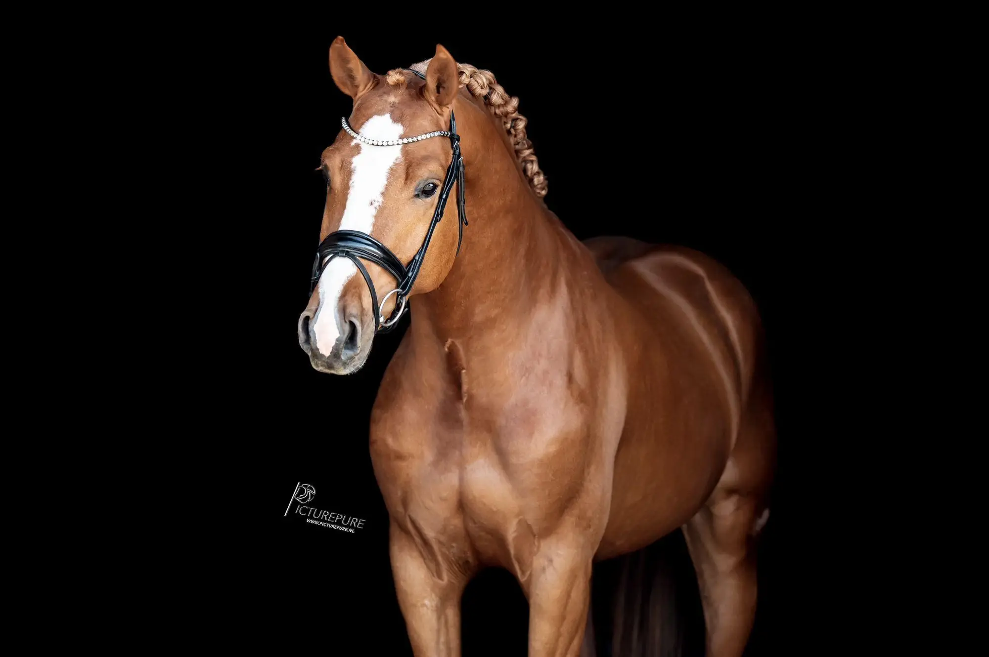 stallion-unique-united-way-cleverboy-zfdp-6
