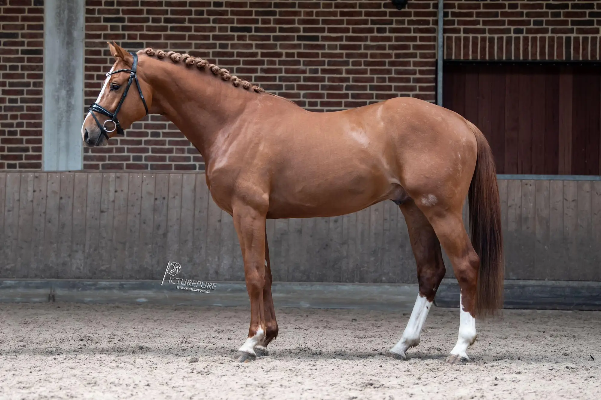 stallion-unique-united-way-cleverboy-zfdp-7