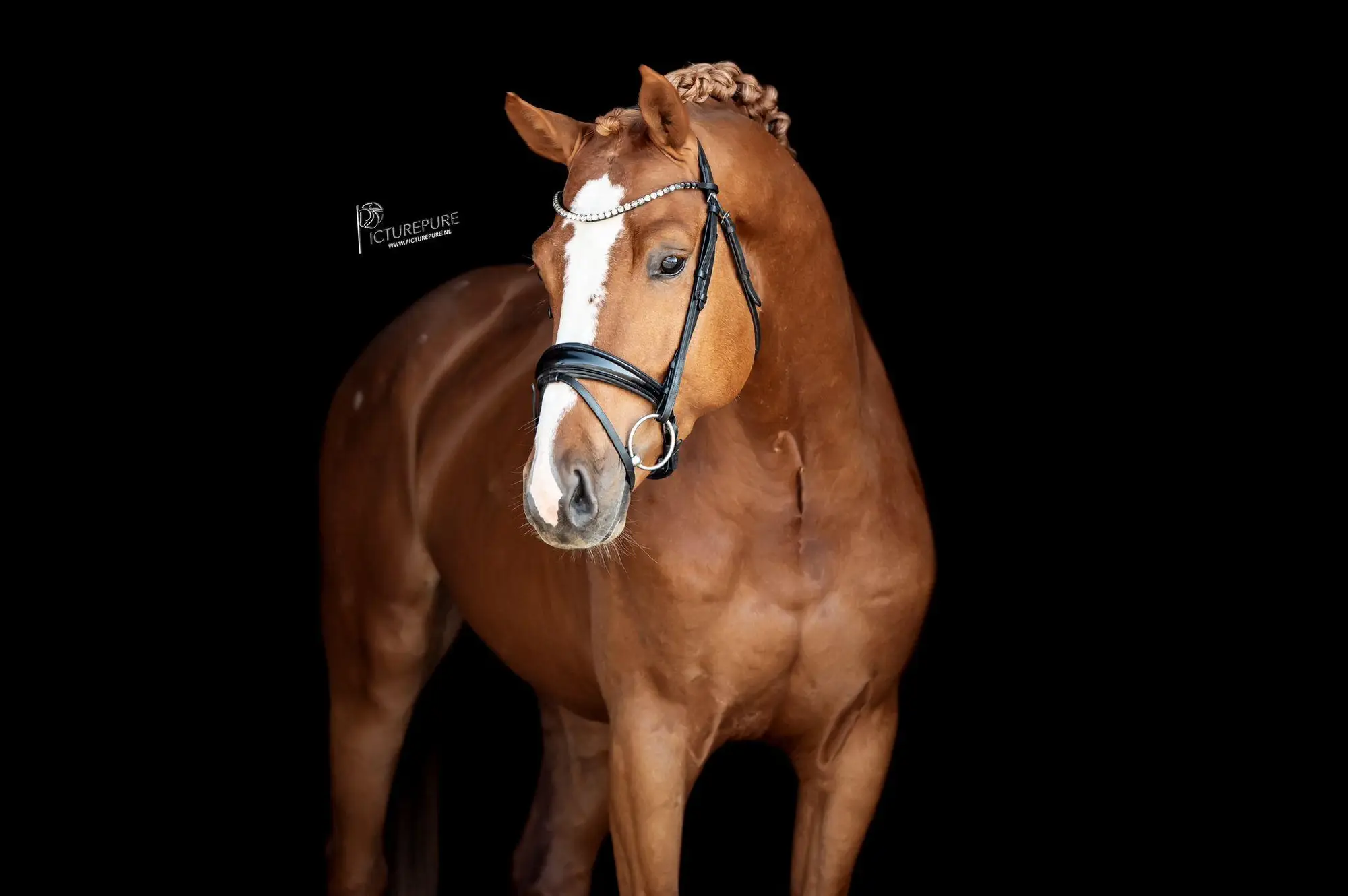 stallion-unique-united-way-cleverboy-zfdp-8