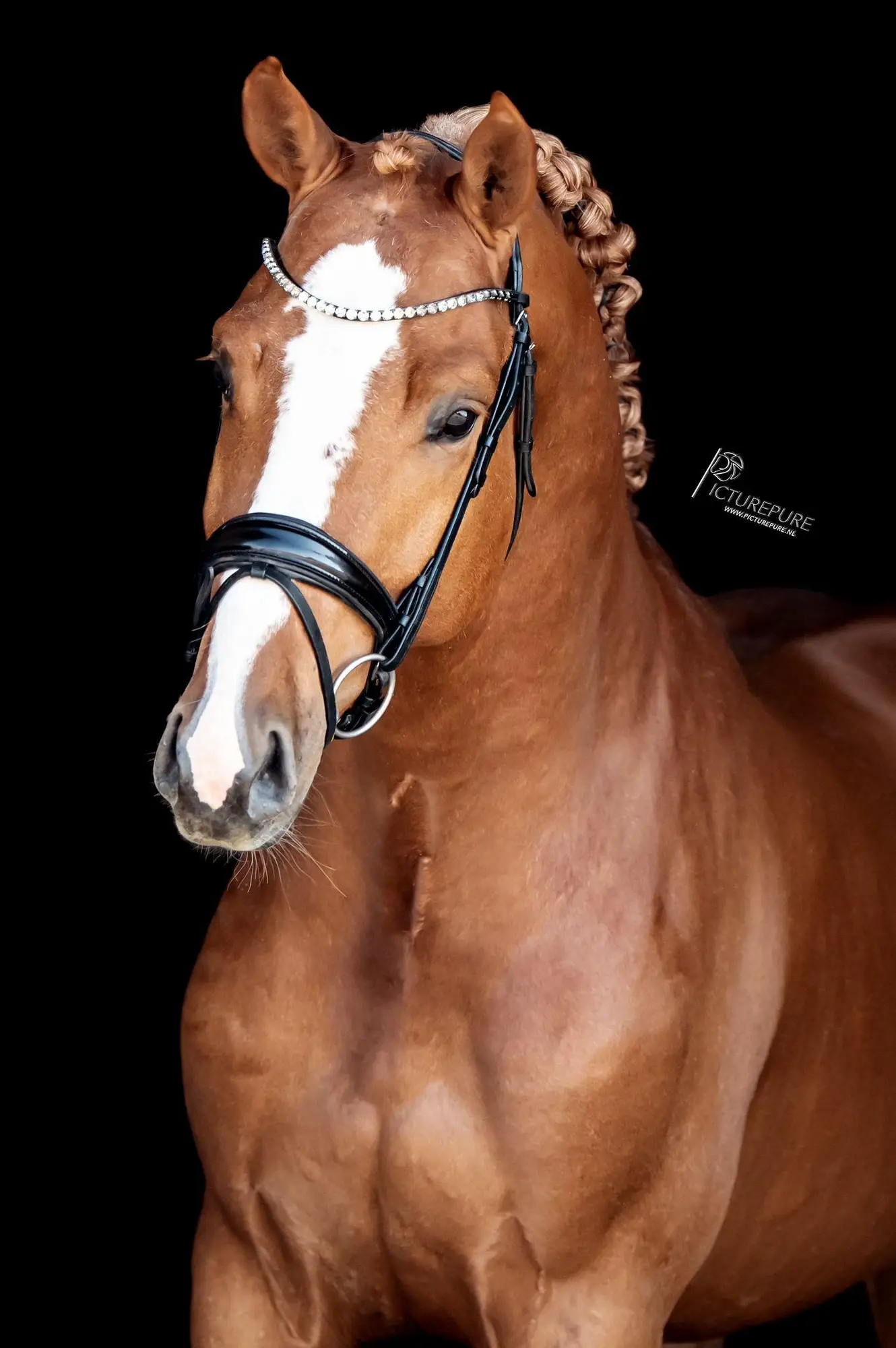 stallion-unique-united-way-cleverboy-zfdp-9
