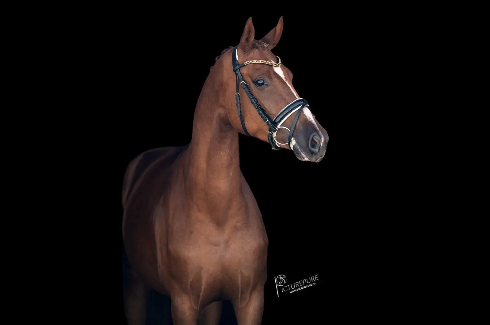 coco-filou-don-schufro-3