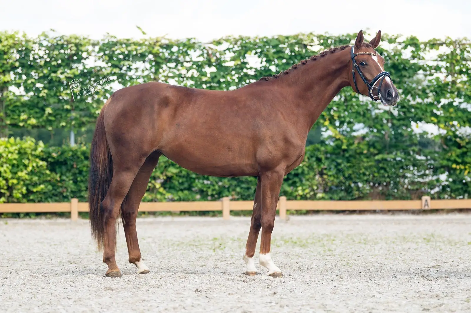 coco-filou-don-schufro-4