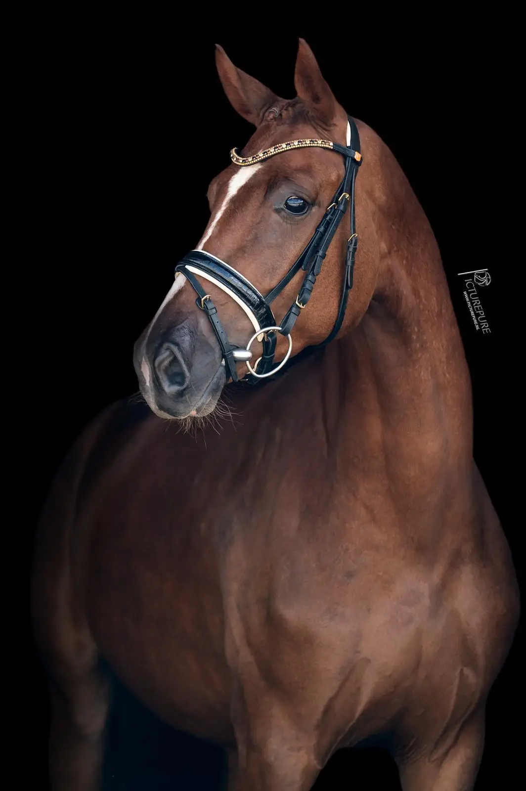 coco-filou-don-schufro