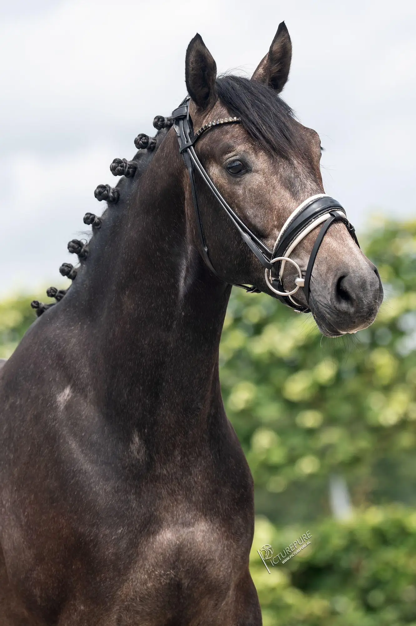 Rakker-Reve-Lanciano-6